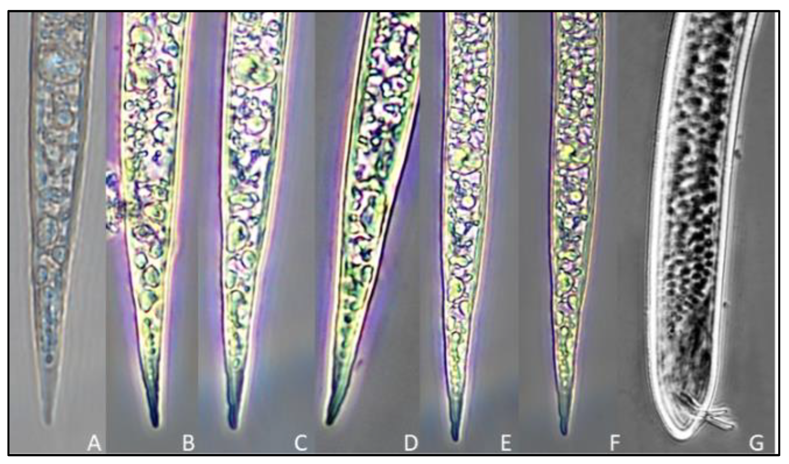 Biology 12 00987 g004 Biology 12 00987 g004