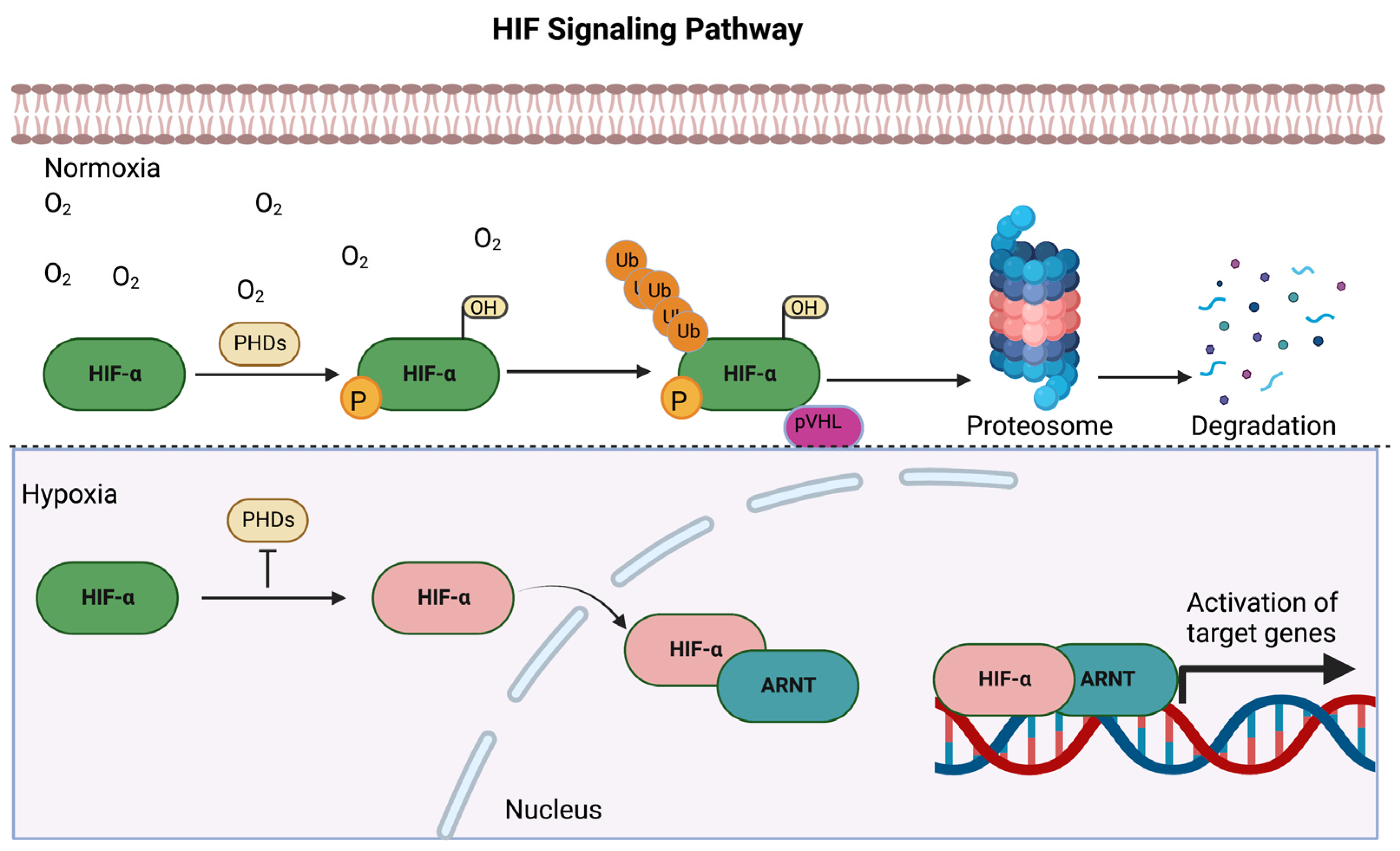 Biology 12 00995 g001 Biology 12 00995 g001