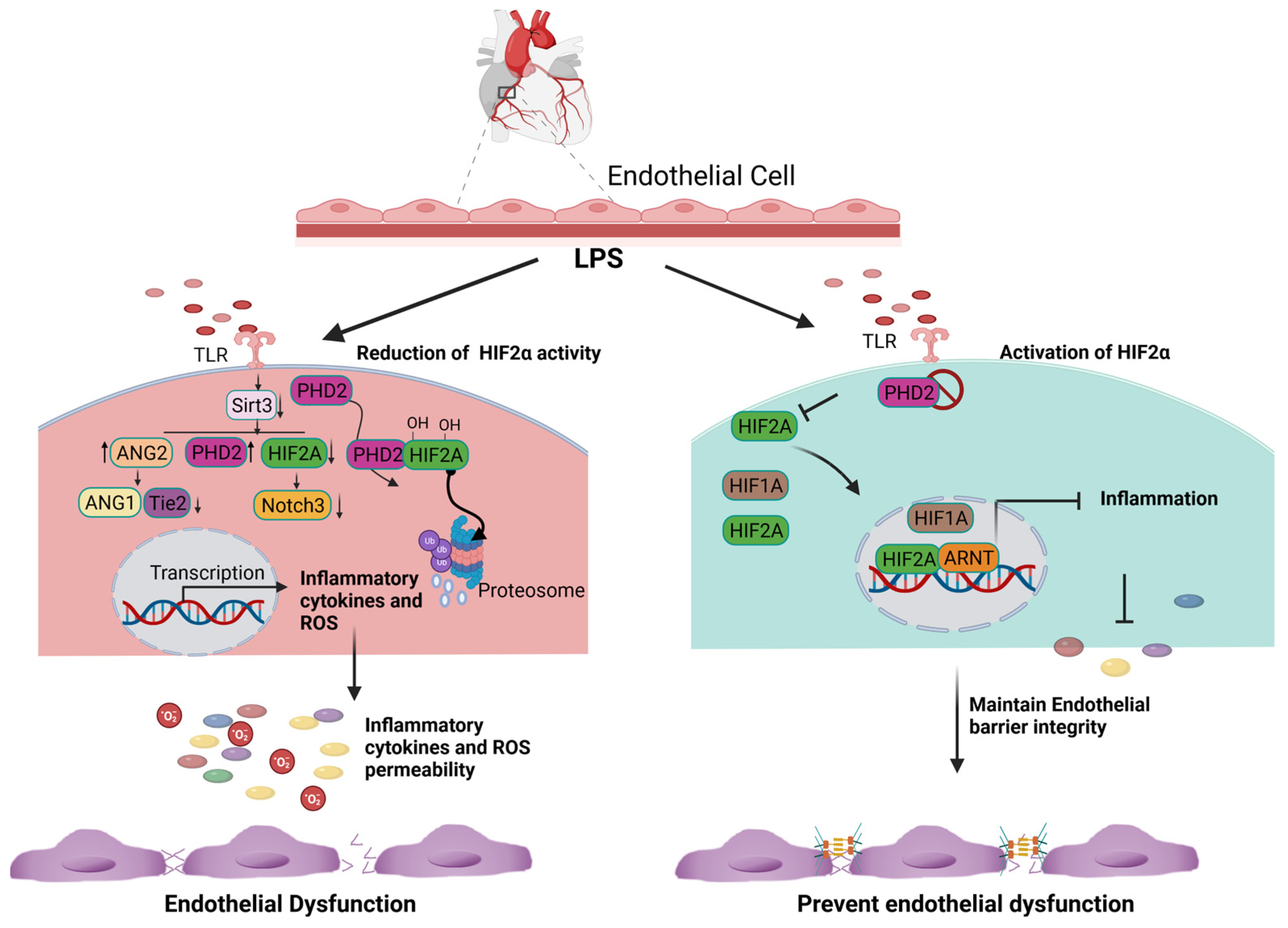 Biology 12 00995 g002 Biology 12 00995 g002