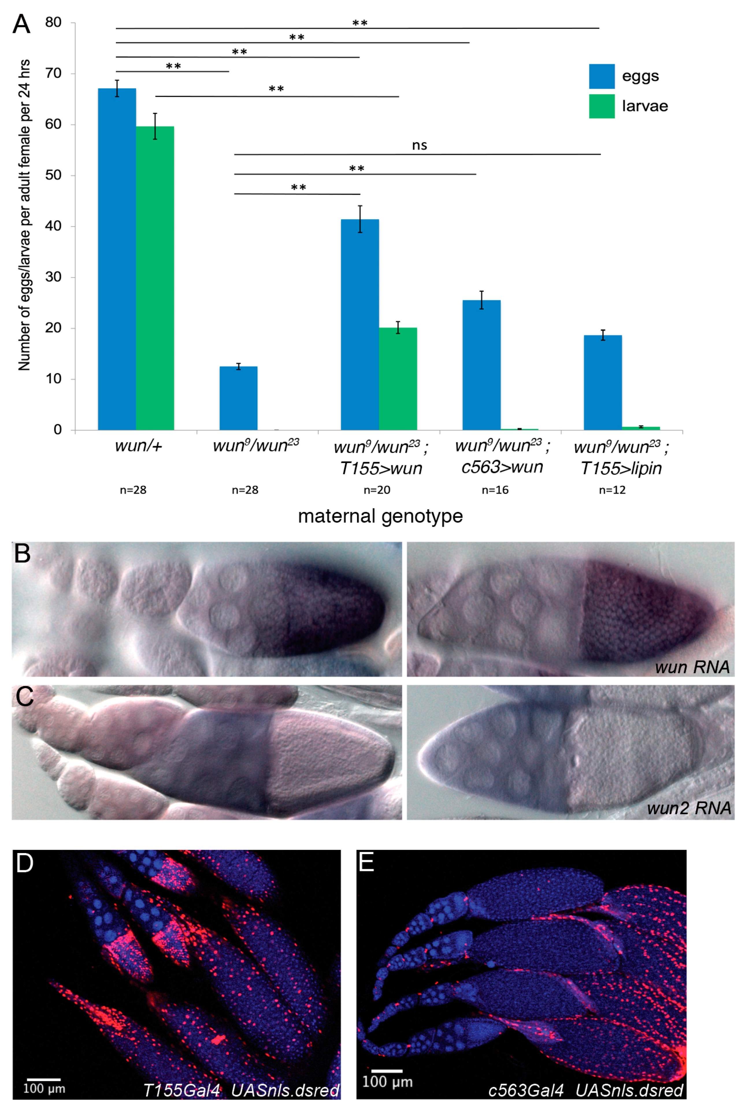 Biology 12 01003 g001 Biology 12 01003 g001