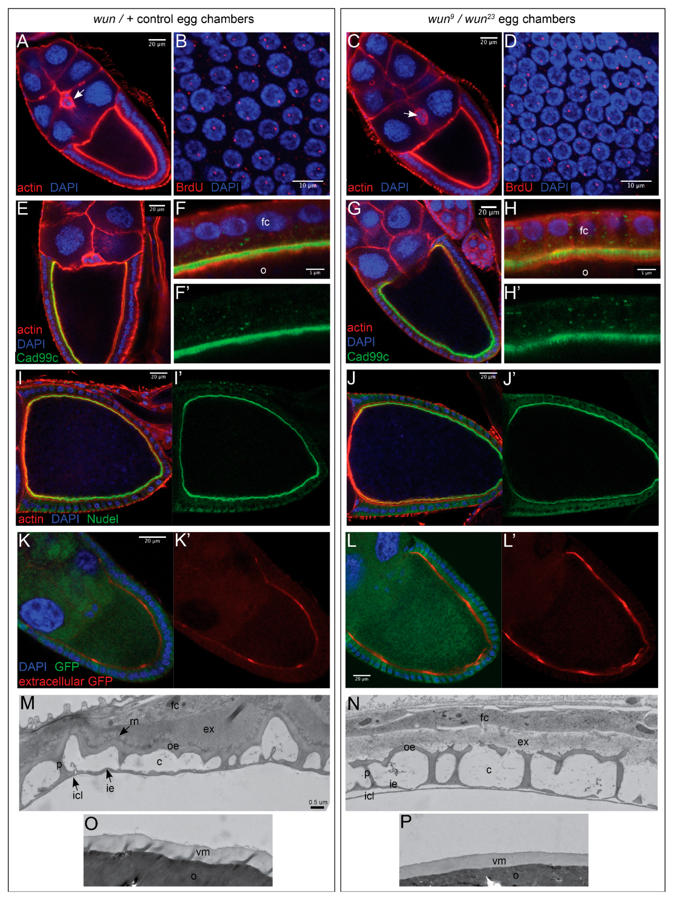 Biology 12 01003 g004 Biology 12 01003 g004