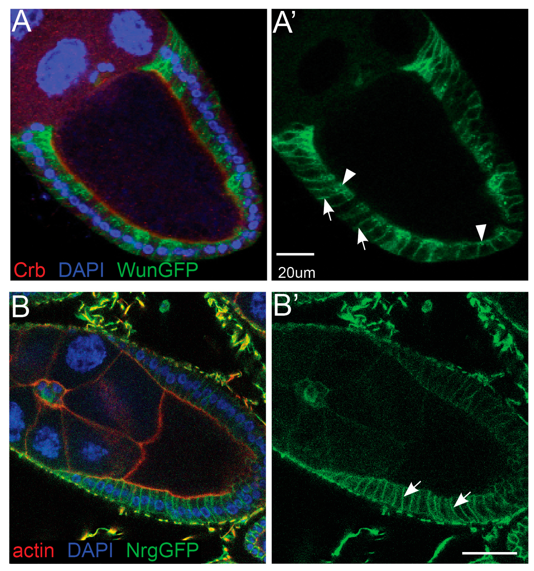 Biology 12 01003 g005 Biology 12 01003 g005