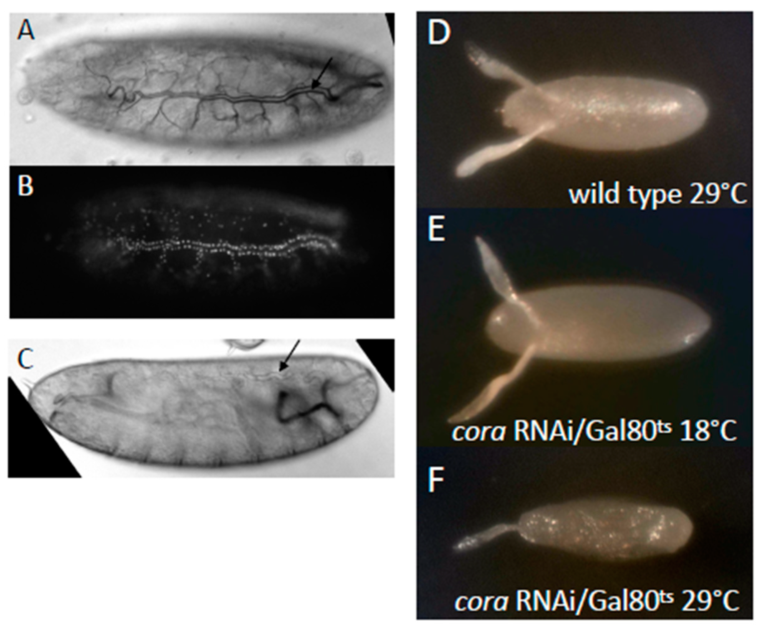 Biology 12 01003 g006 Biology 12 01003 g006