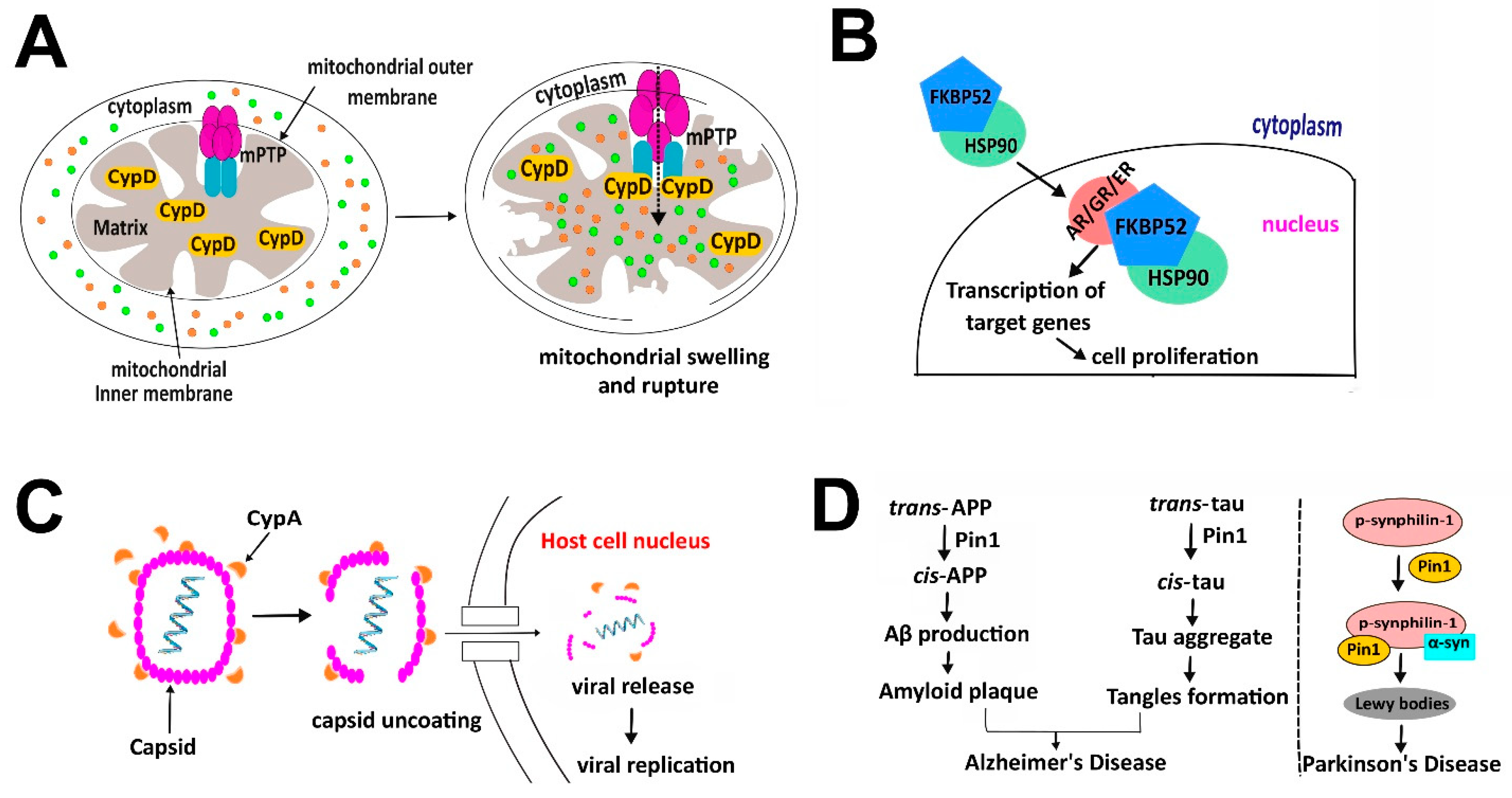 Biology 12 01008 g005 Biology 12 01008 g005