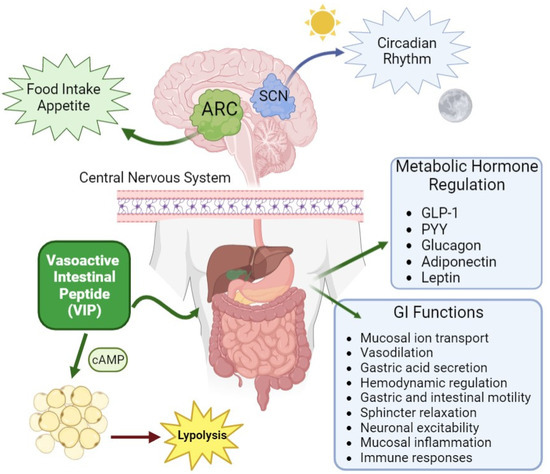 PACAP and VIP Neuropeptides’ and Receptors’ Effects on Appetite ...