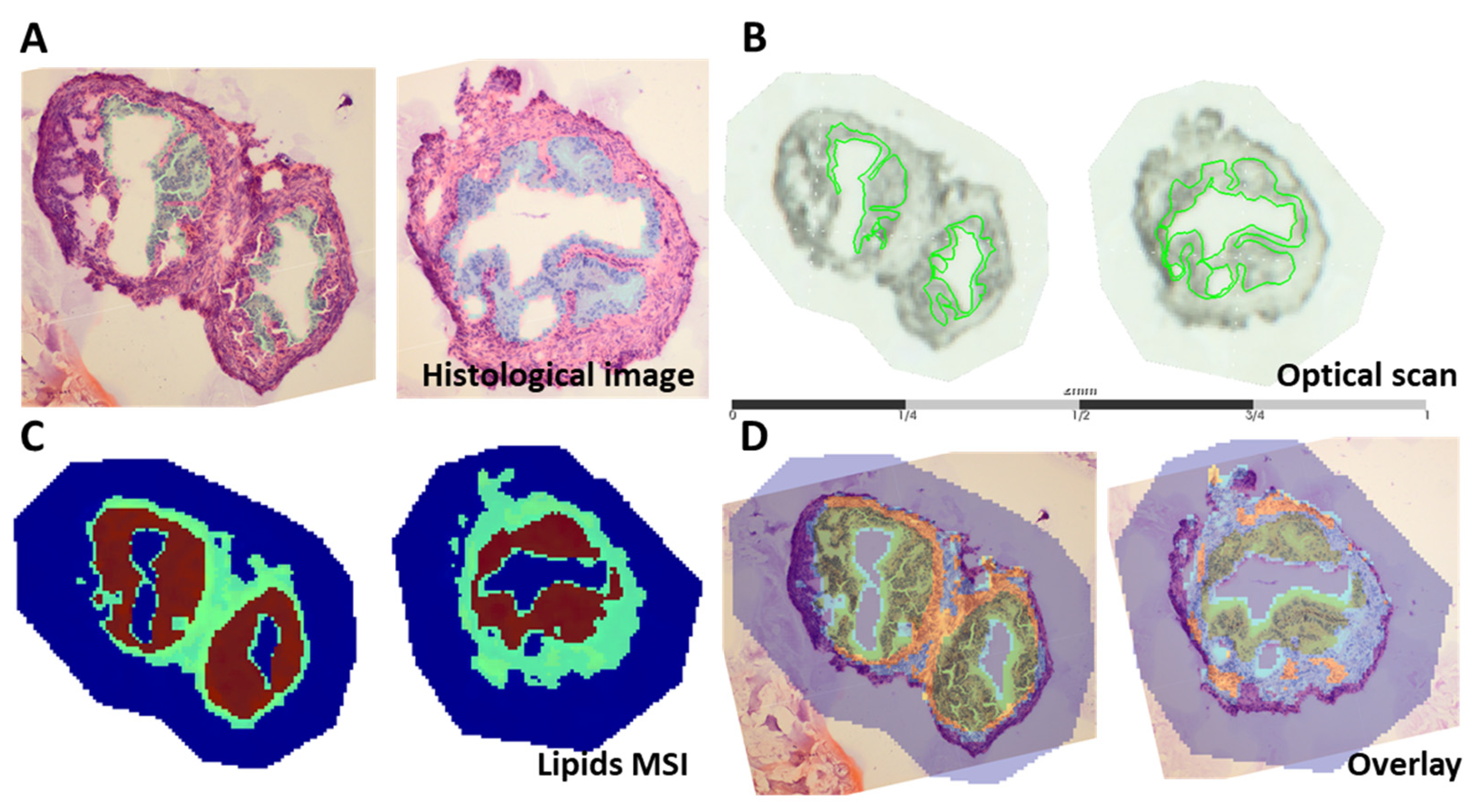 Biology 12 01016 g002 Biology 12 01016 g002