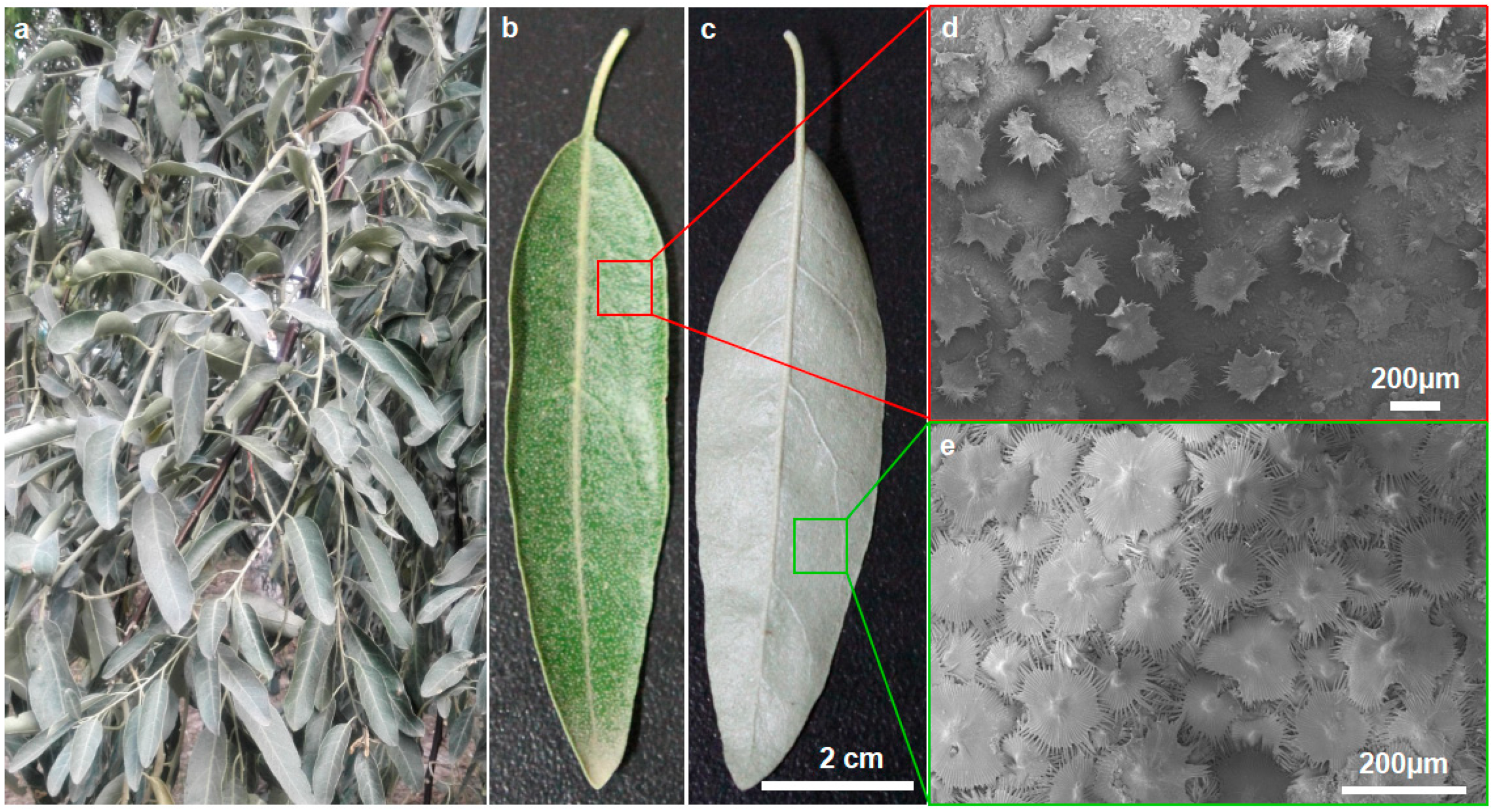 Biology 12 01024 g001