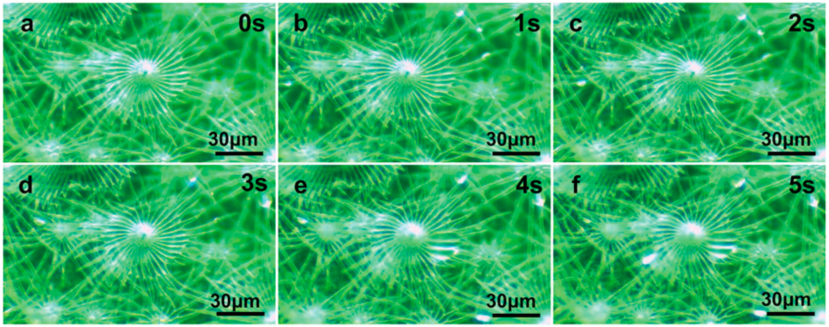 Biology 12 01024 g006