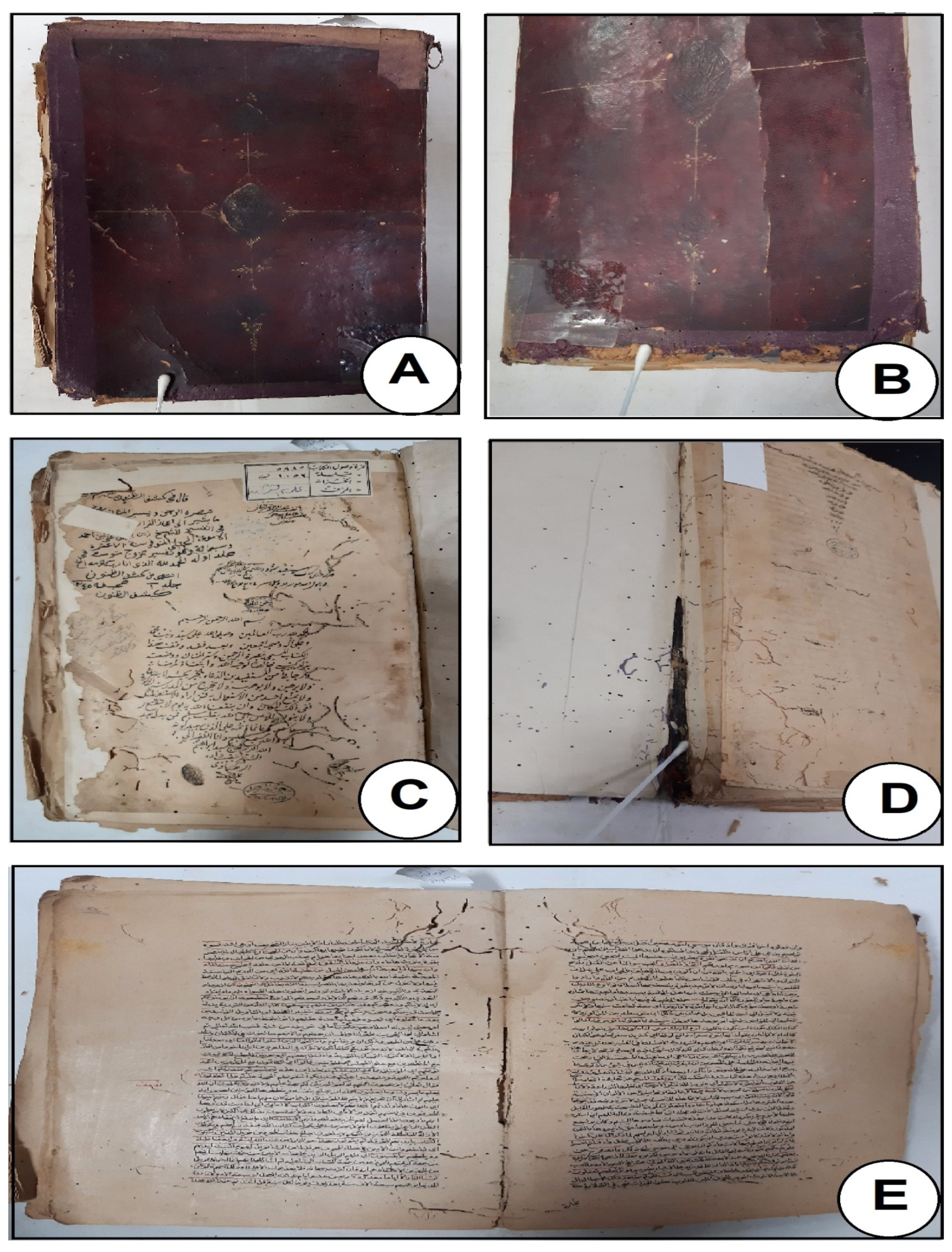 Biology 12 01025 g001 Biology 12 01025 g001