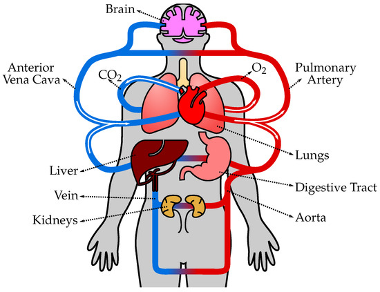 Modeling Dynamics of the Cardiovascular System Using Fluid 