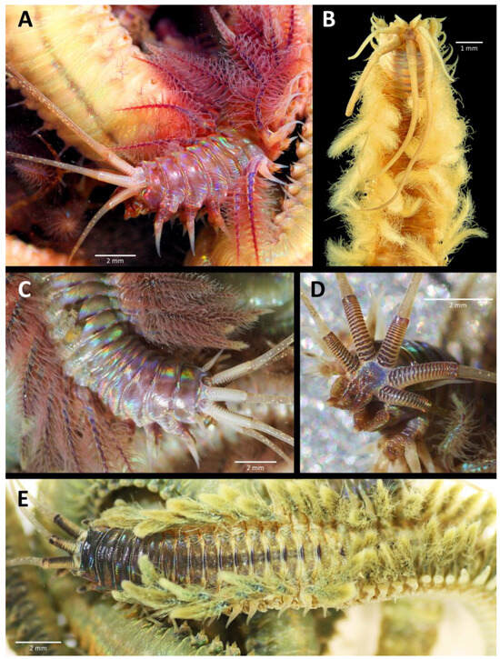 How Big is 7Mm: Unveiling the Surprising Scale