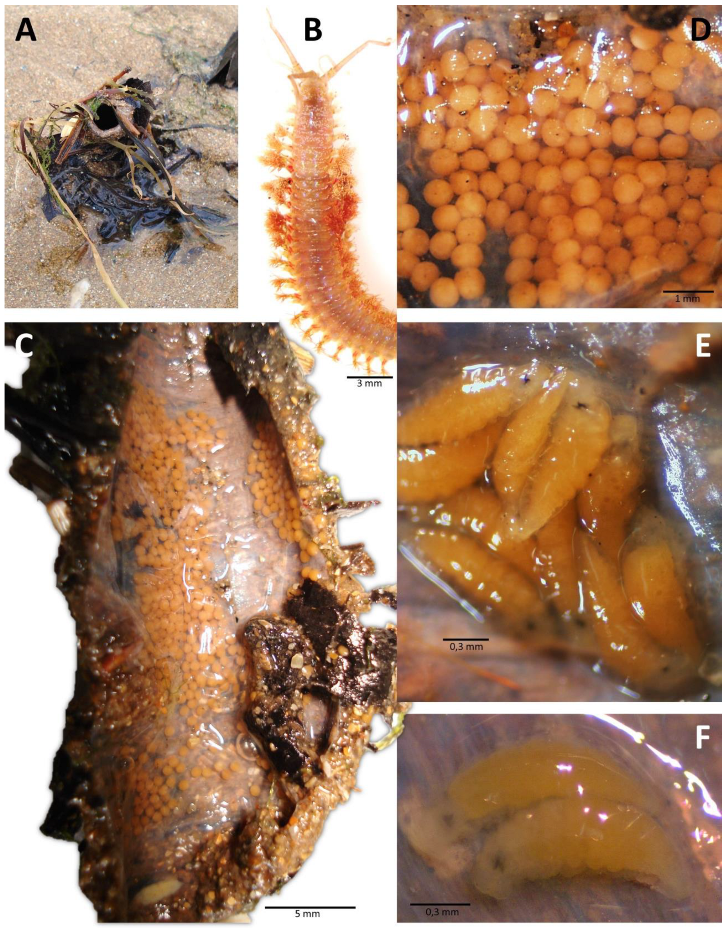 Biology 12 01027 g004 Biology 12 01027 g004