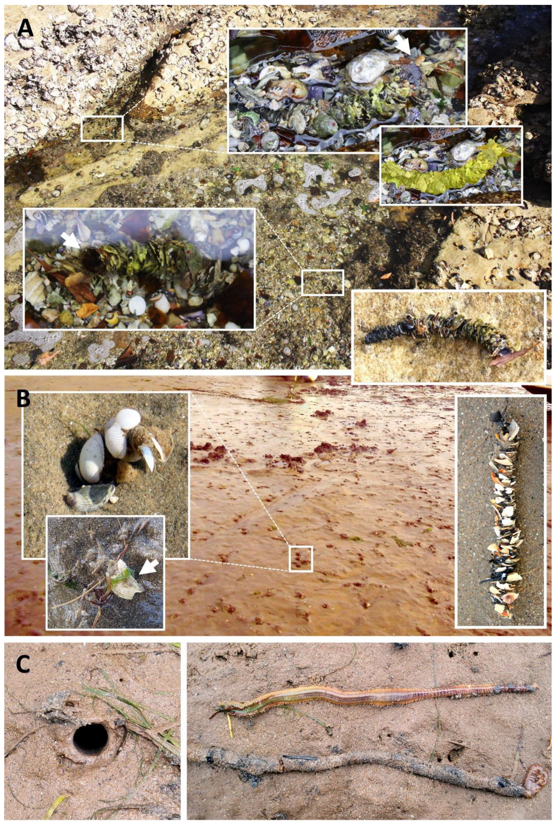 Biology 12 01027 g006 Biology 12 01027 g006
