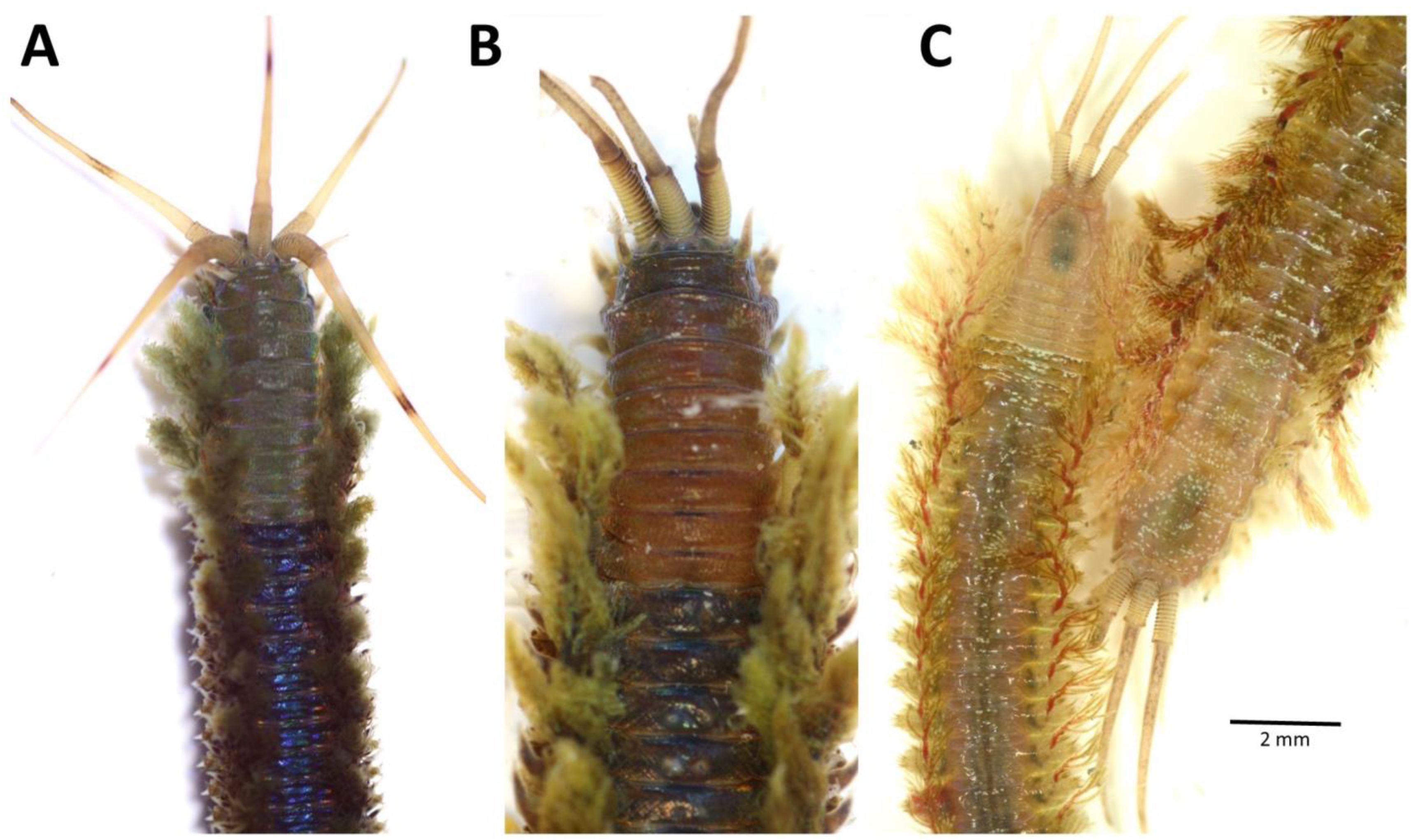 Biology 12 01027 g007 Biology 12 01027 g007