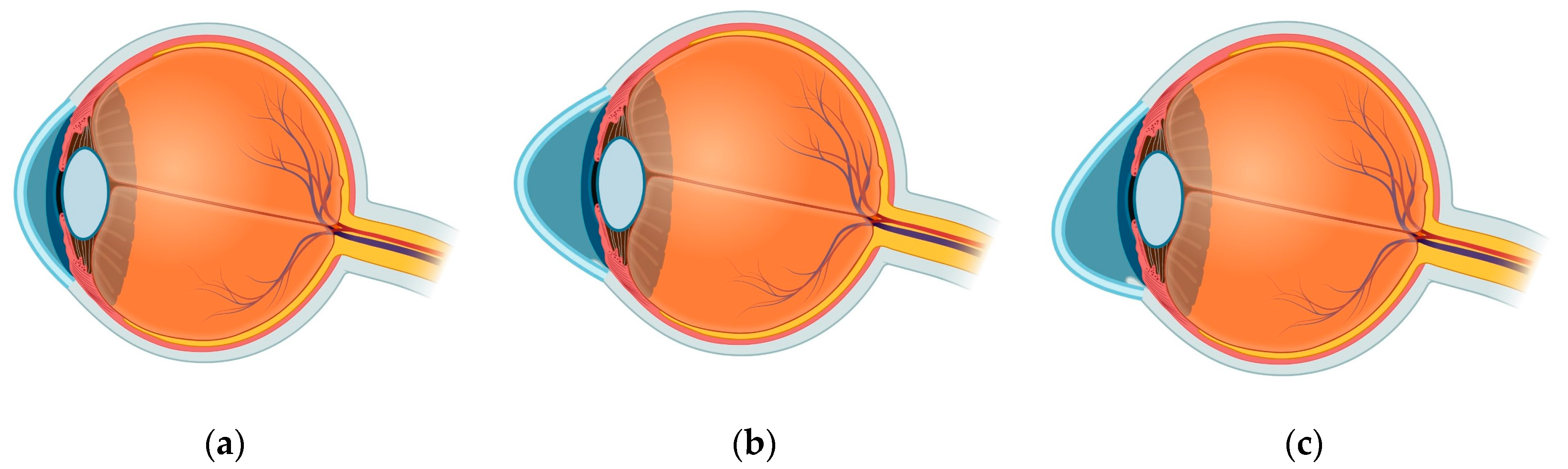 Biology 12 01036 g001 Biology 12 01036 g001