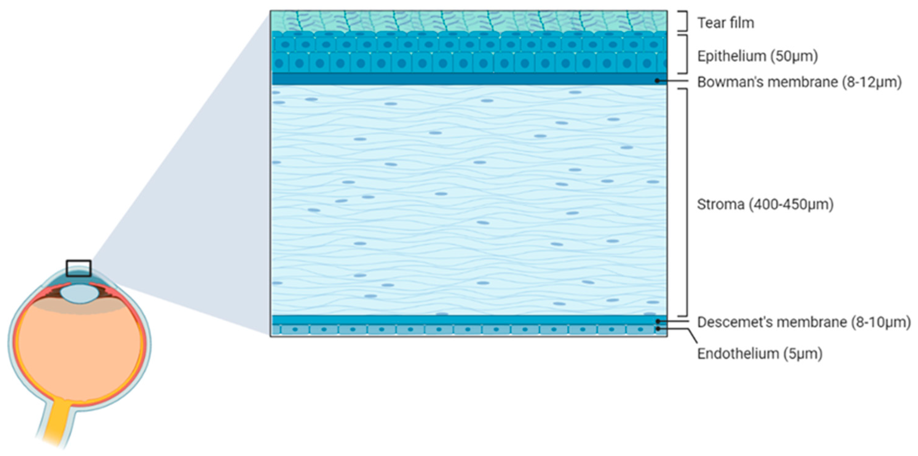 Biology 12 01036 g002 Biology 12 01036 g002