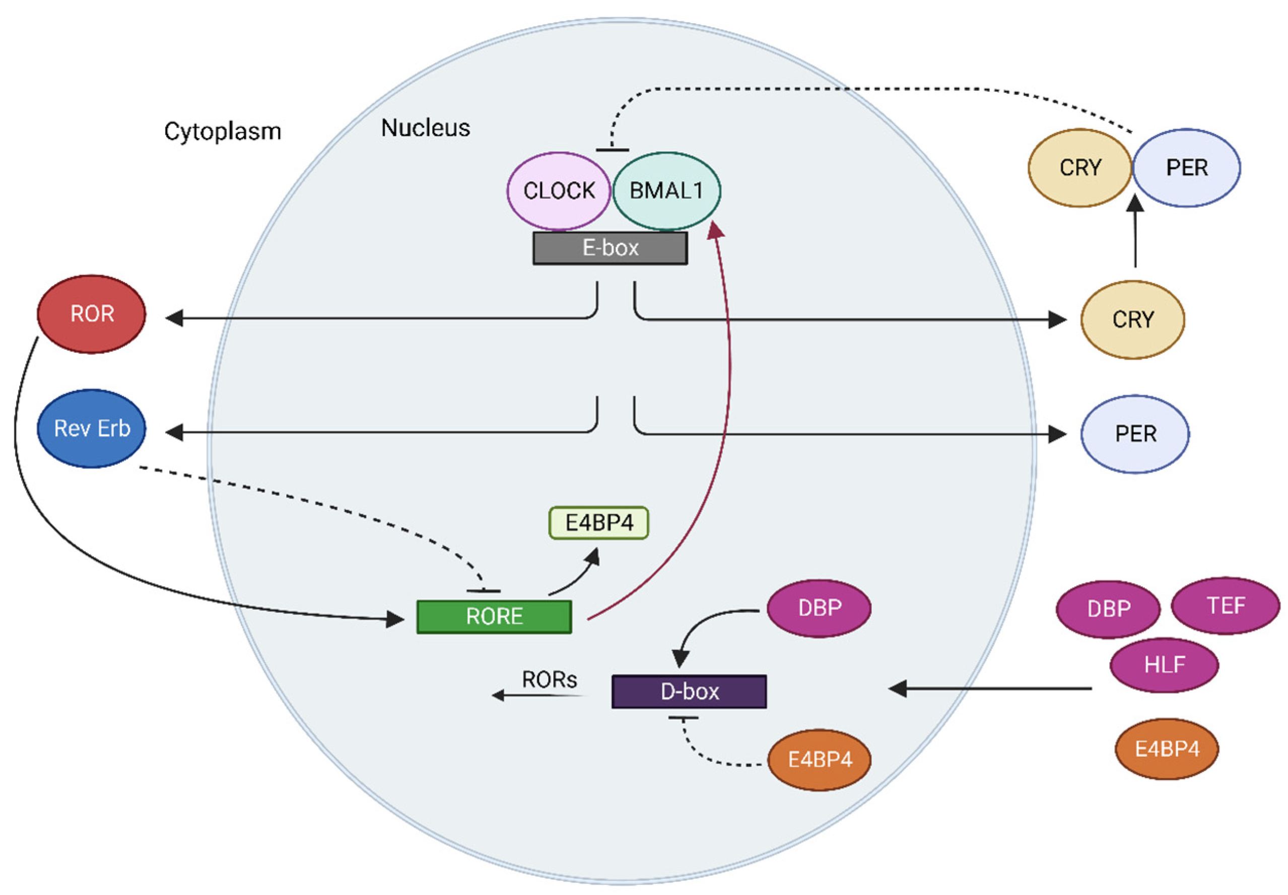 Biology 12 01077 g001 Biology 12 01077 g001