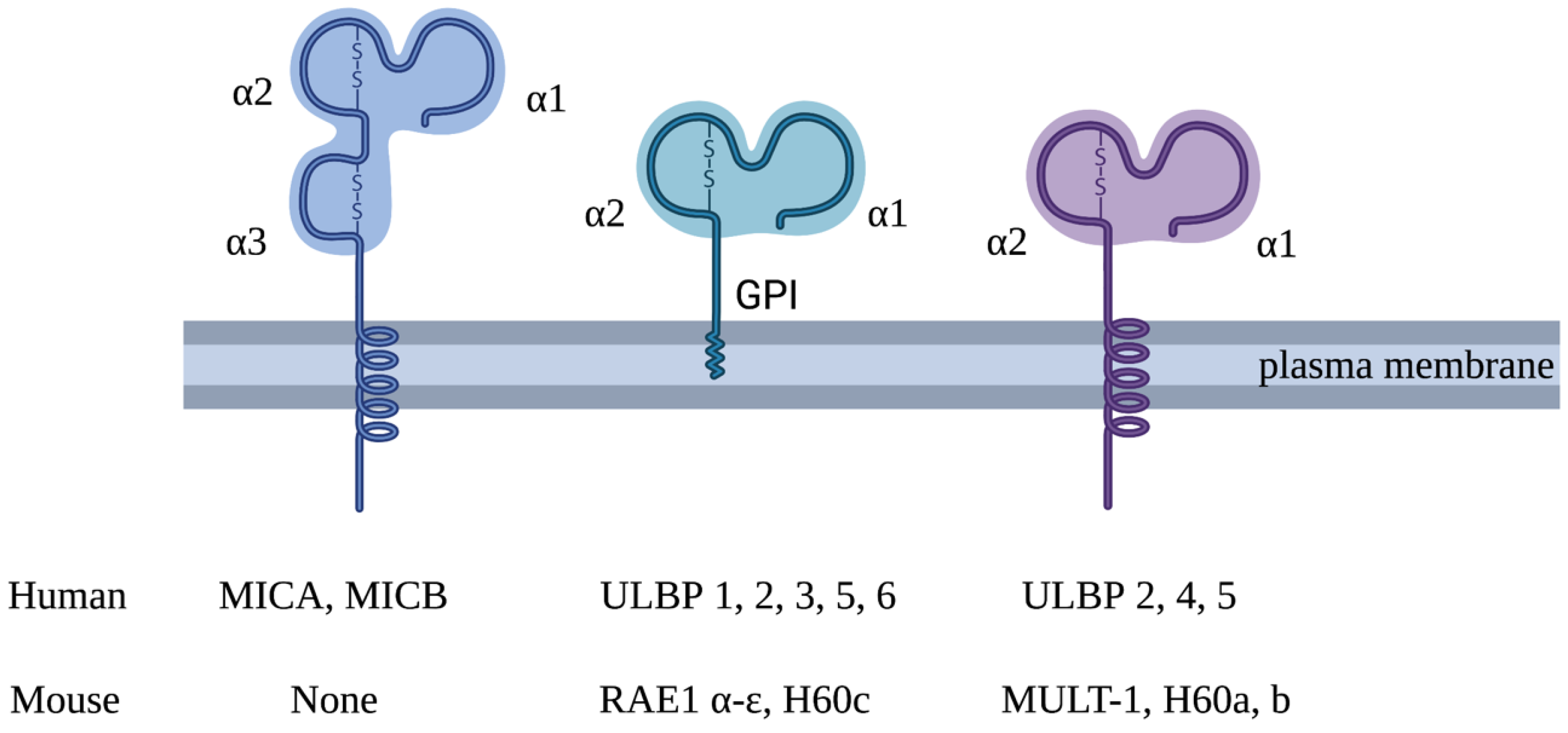 Biology Free FullText The Role and Regulation of the NKG2D/NKG2D