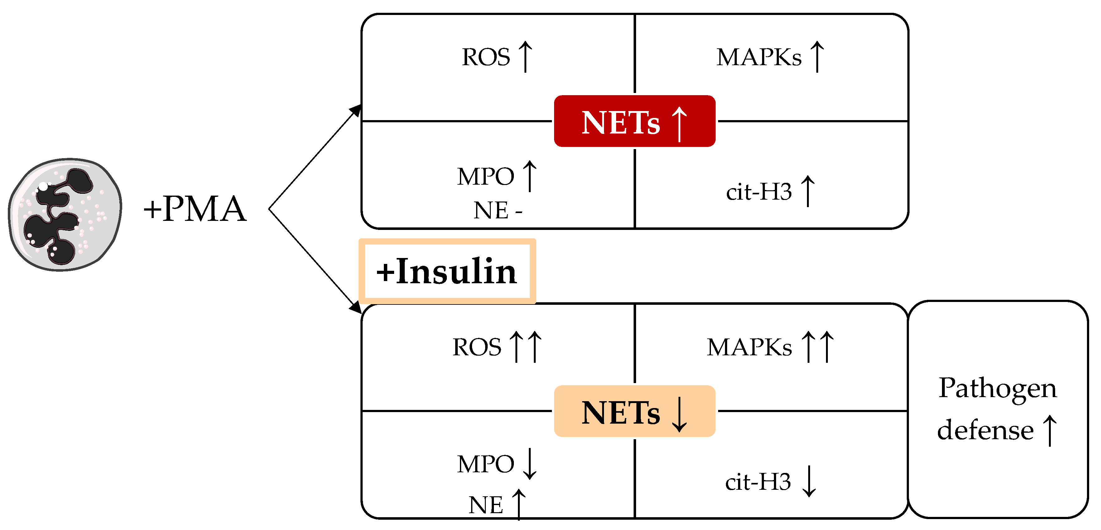 Biology 12 01082 g007 Biology 12 01082 g007
