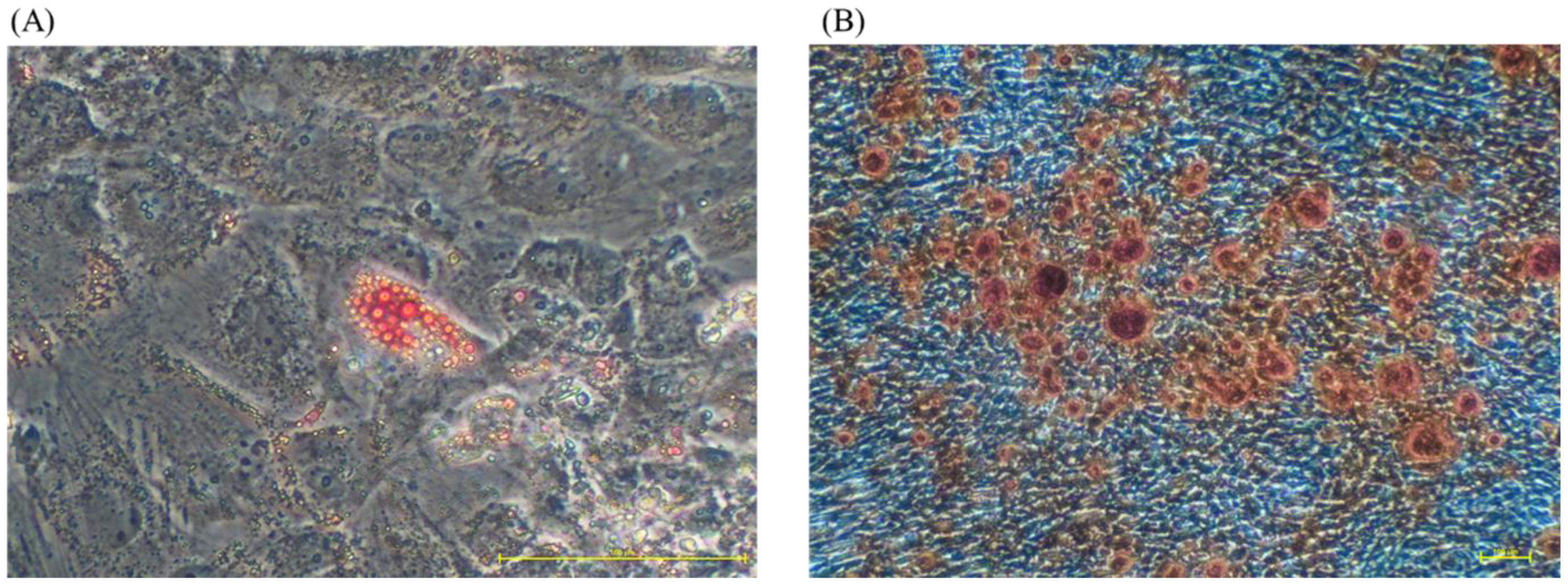 Biology 12 01085 g006 Biology 12 01085 g006
