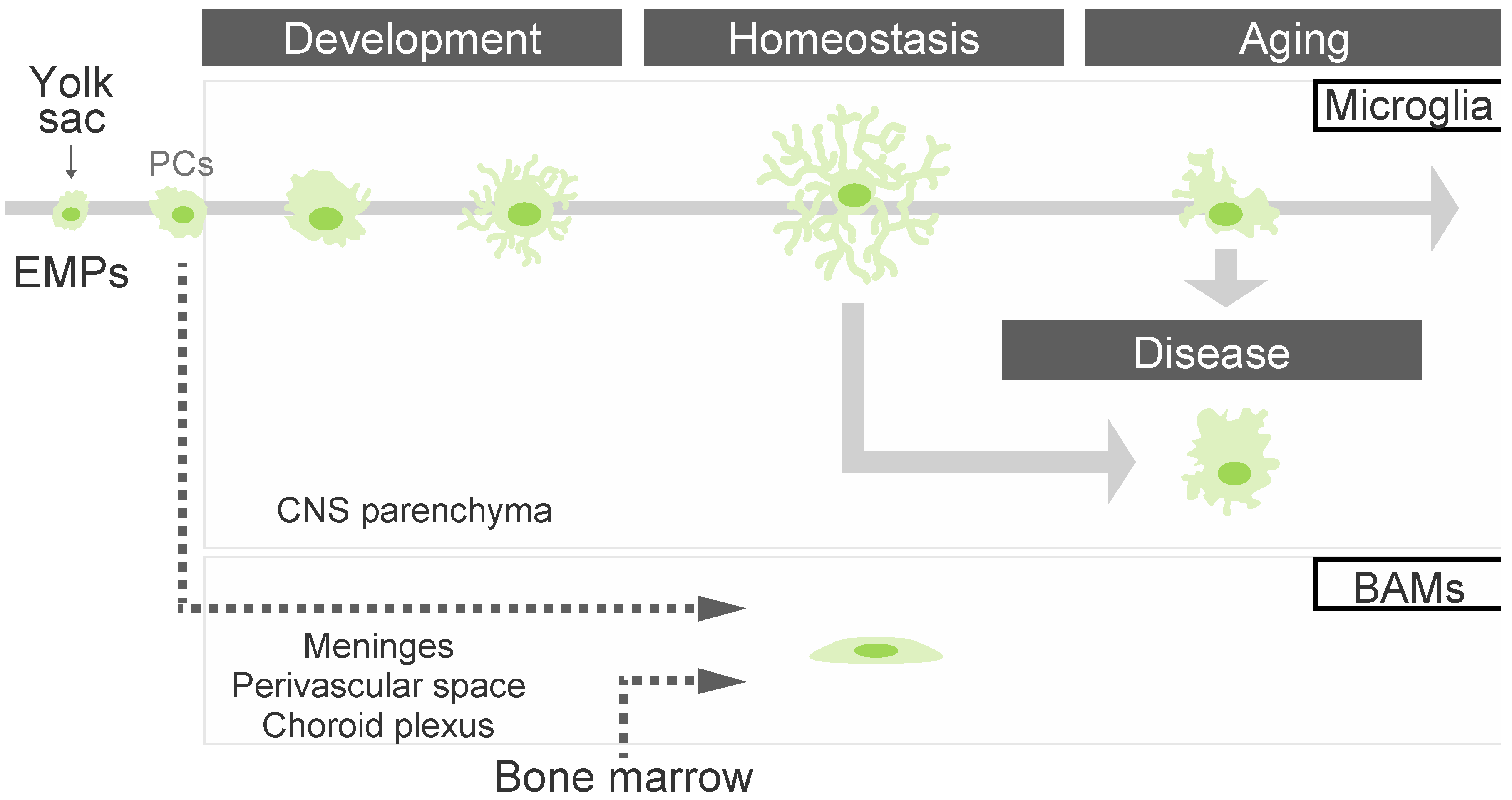 Biology 12 01091 g001 Biology 12 01091 g001