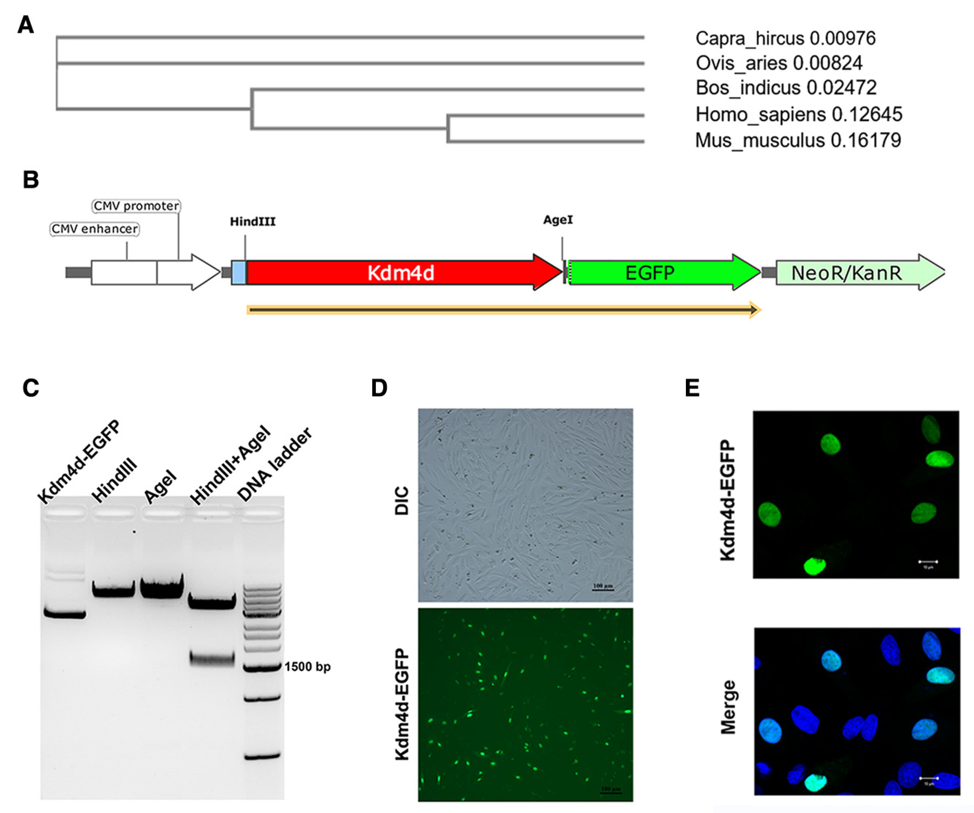 Biology 12 01095 g001 Biology 12 01095 g001