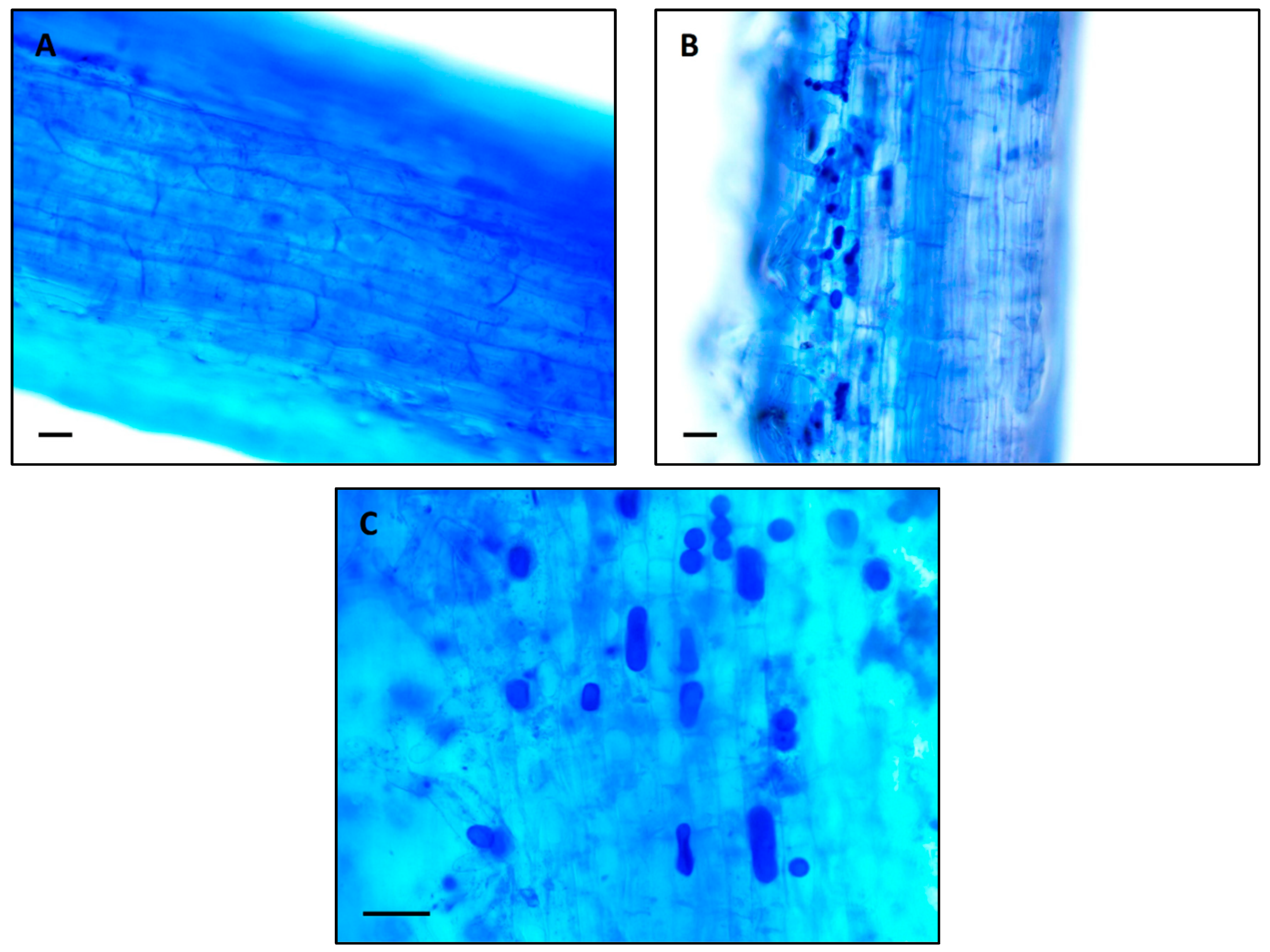Biology 12 01098 g001 Biology 12 01098 g001