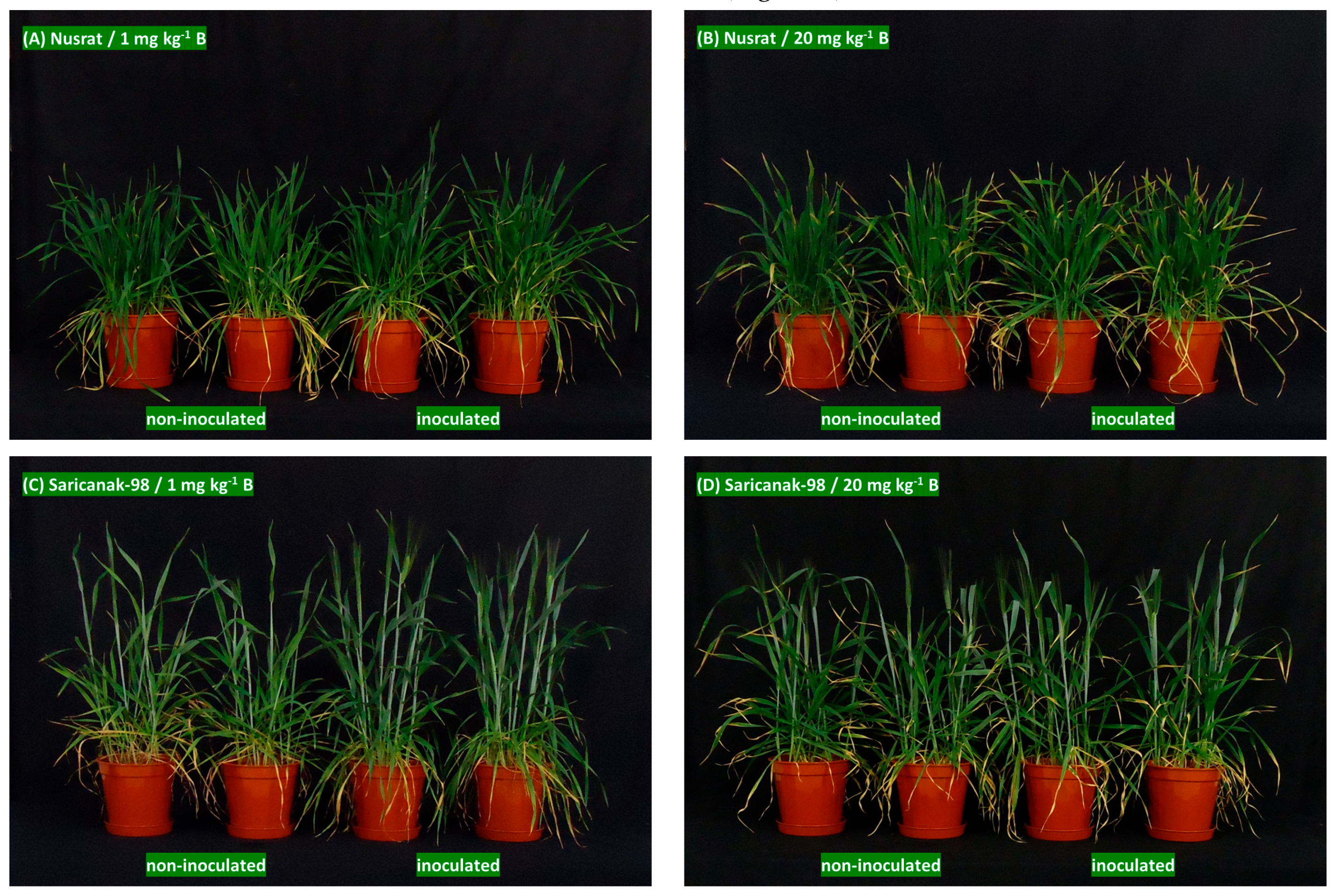 Biology 12 01098 g008 Biology 12 01098 g008