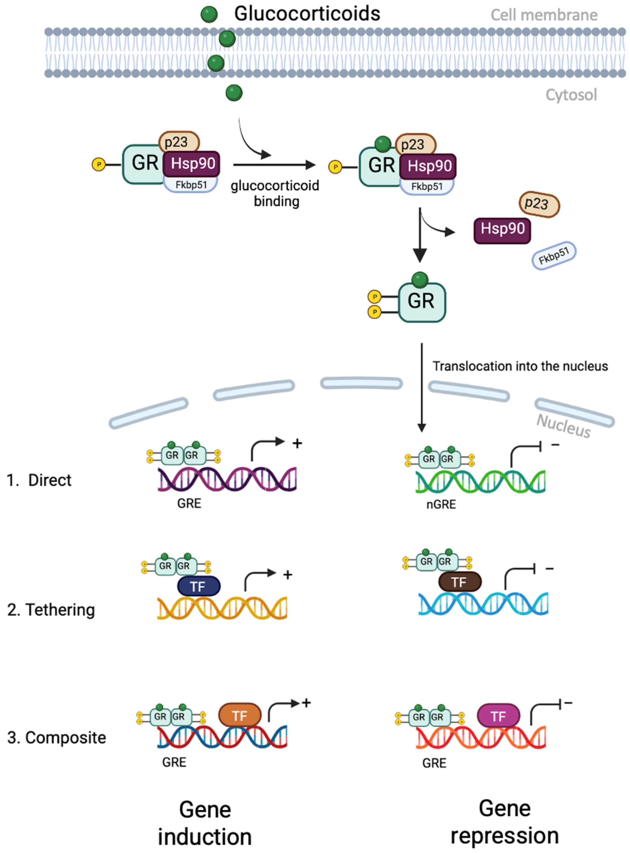 Biology 12 01104 g003
