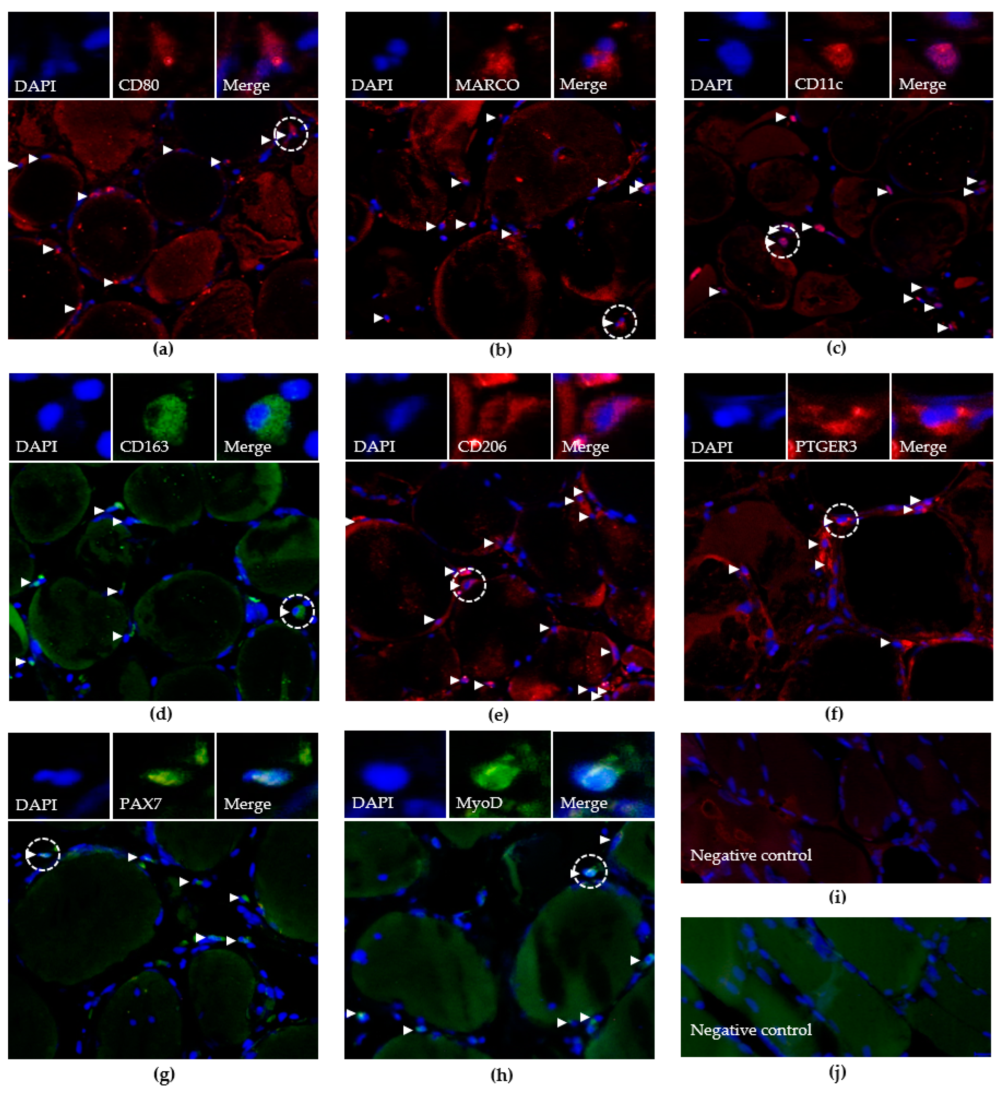 Biology 12 01111 g001 Biology 12 01111 g001