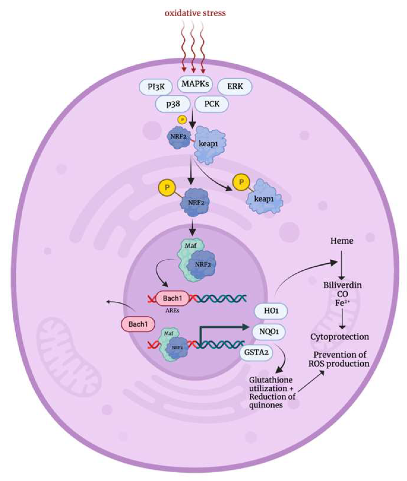 Biology 12 01119 g002 Biology 12 01119 g002