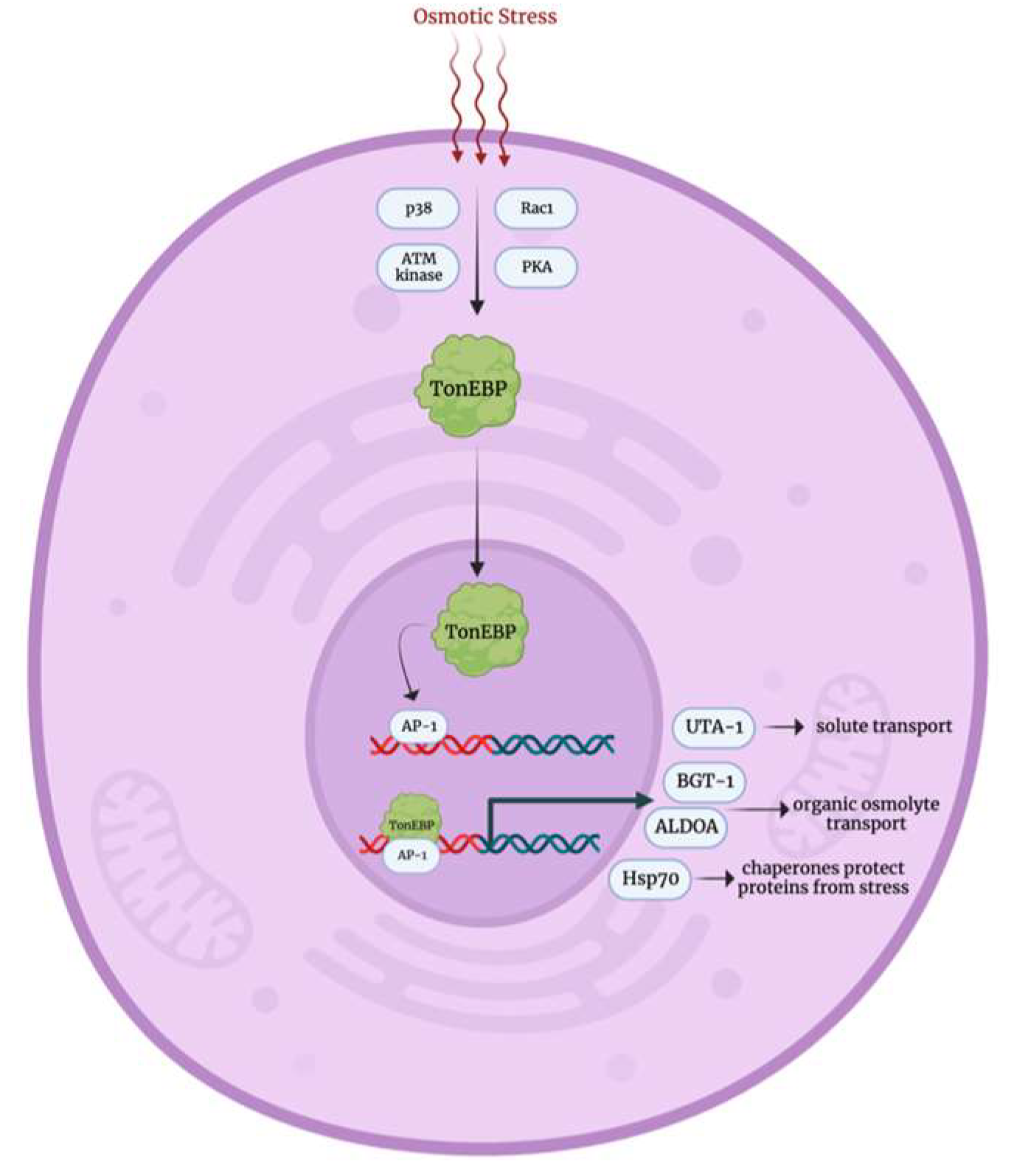 Biology 12 01119 g005 Biology 12 01119 g005