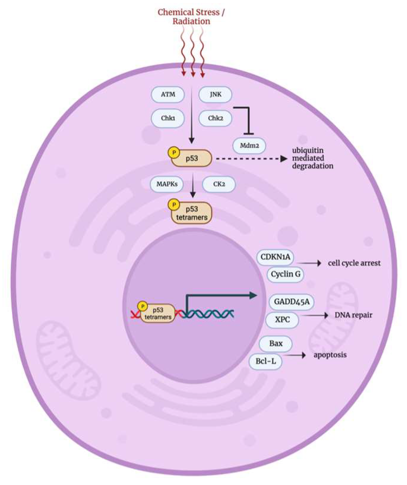 Biology 12 01119 g006 Biology 12 01119 g006