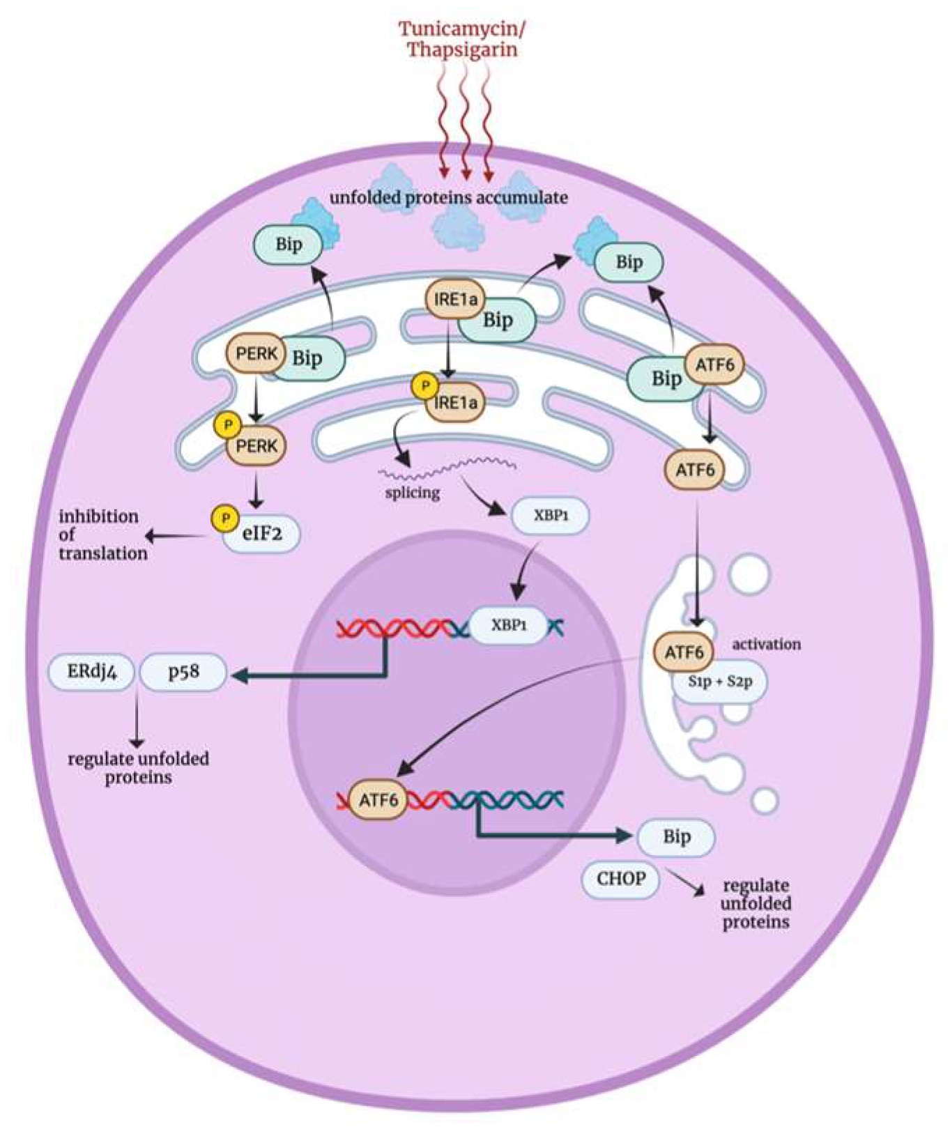 Biology 12 01119 g007 Biology 12 01119 g007