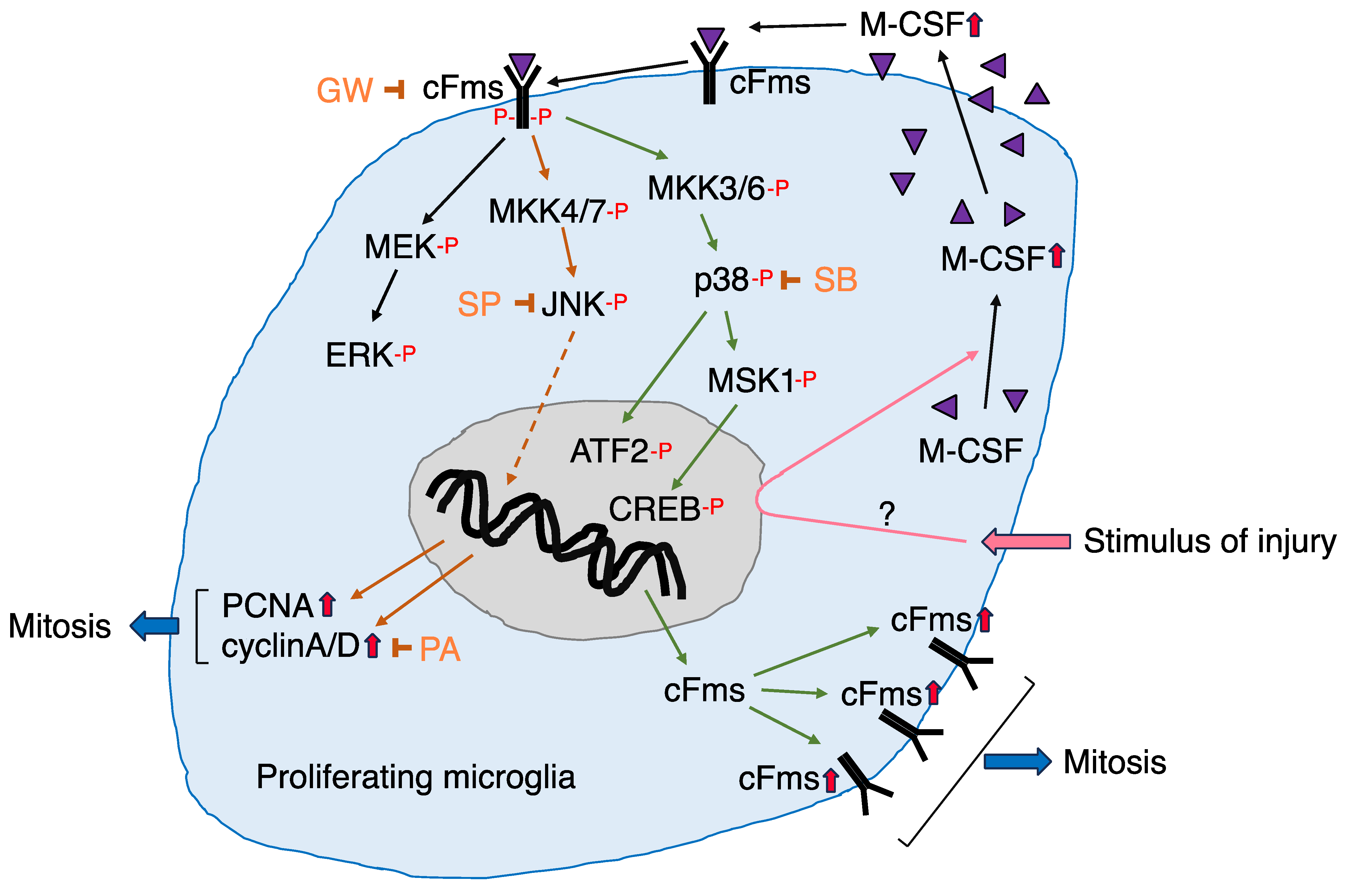 Biology 12 01121 g005 Biology 12 01121 g005