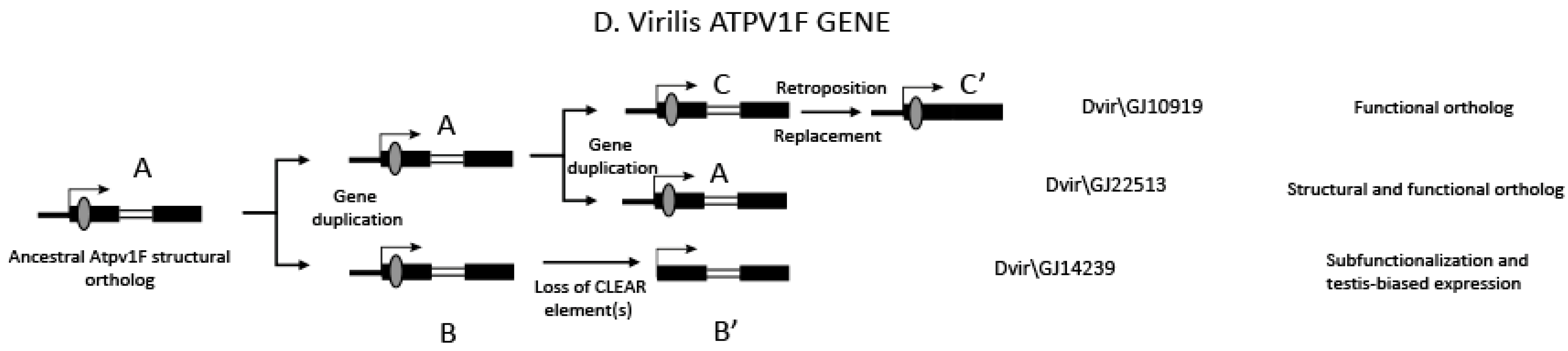 Biology 12 01127 g006 Biology 12 01127 g006