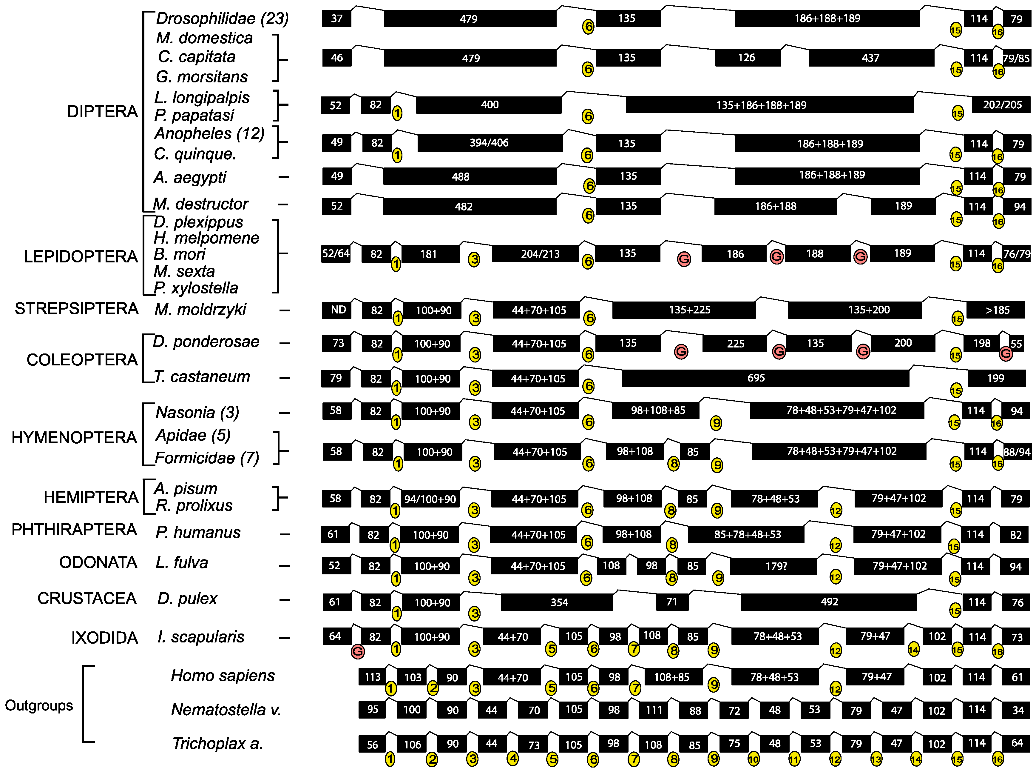 Biology 12 01127 g007 Biology 12 01127 g007