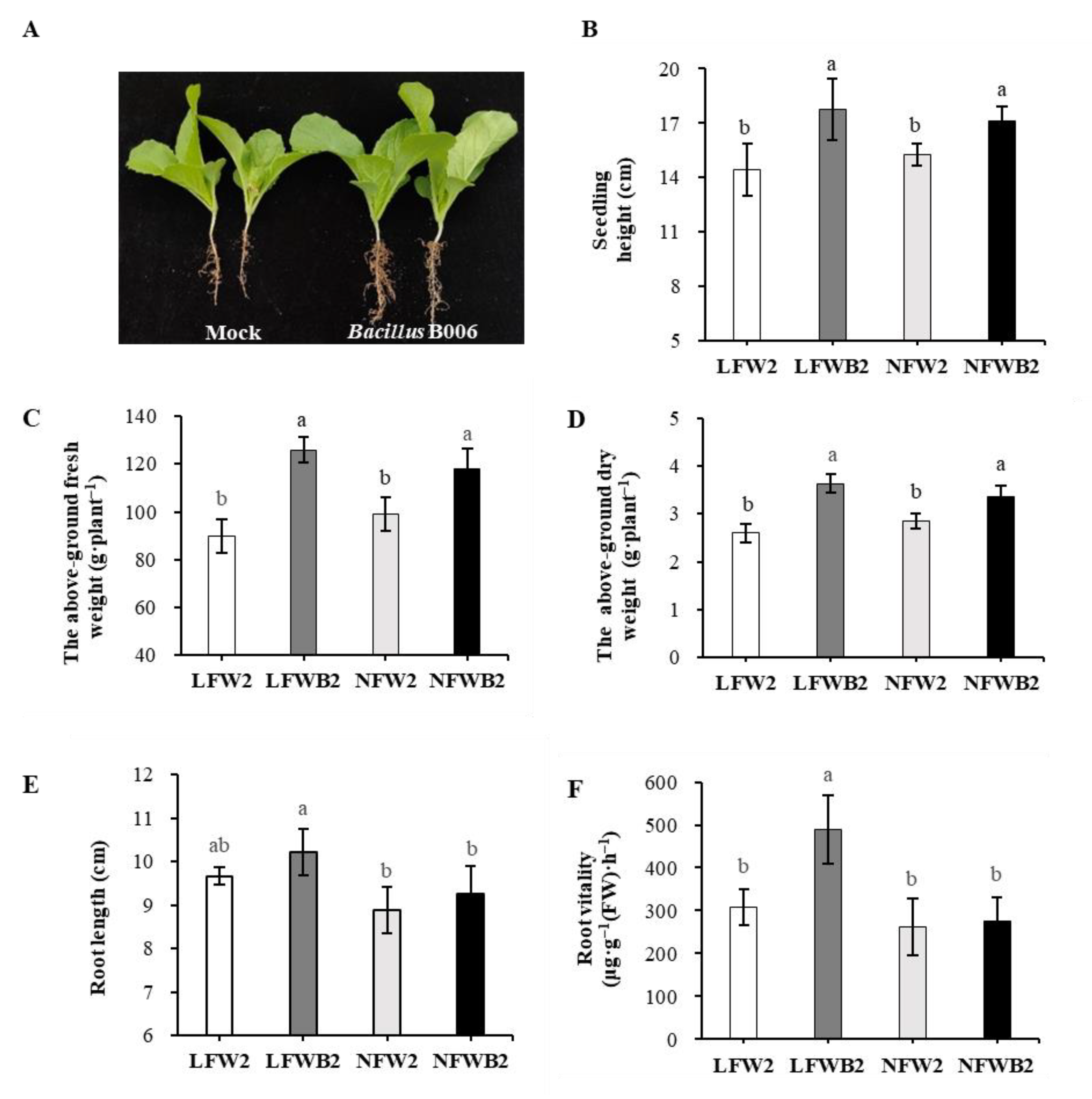 Combination of Bacillus and Low Fertigation Input Promoted the Growth and  Productivity of Chinese Cabbage and Enriched Beneficial Rhizosphere  Bacteria Lechevalieria