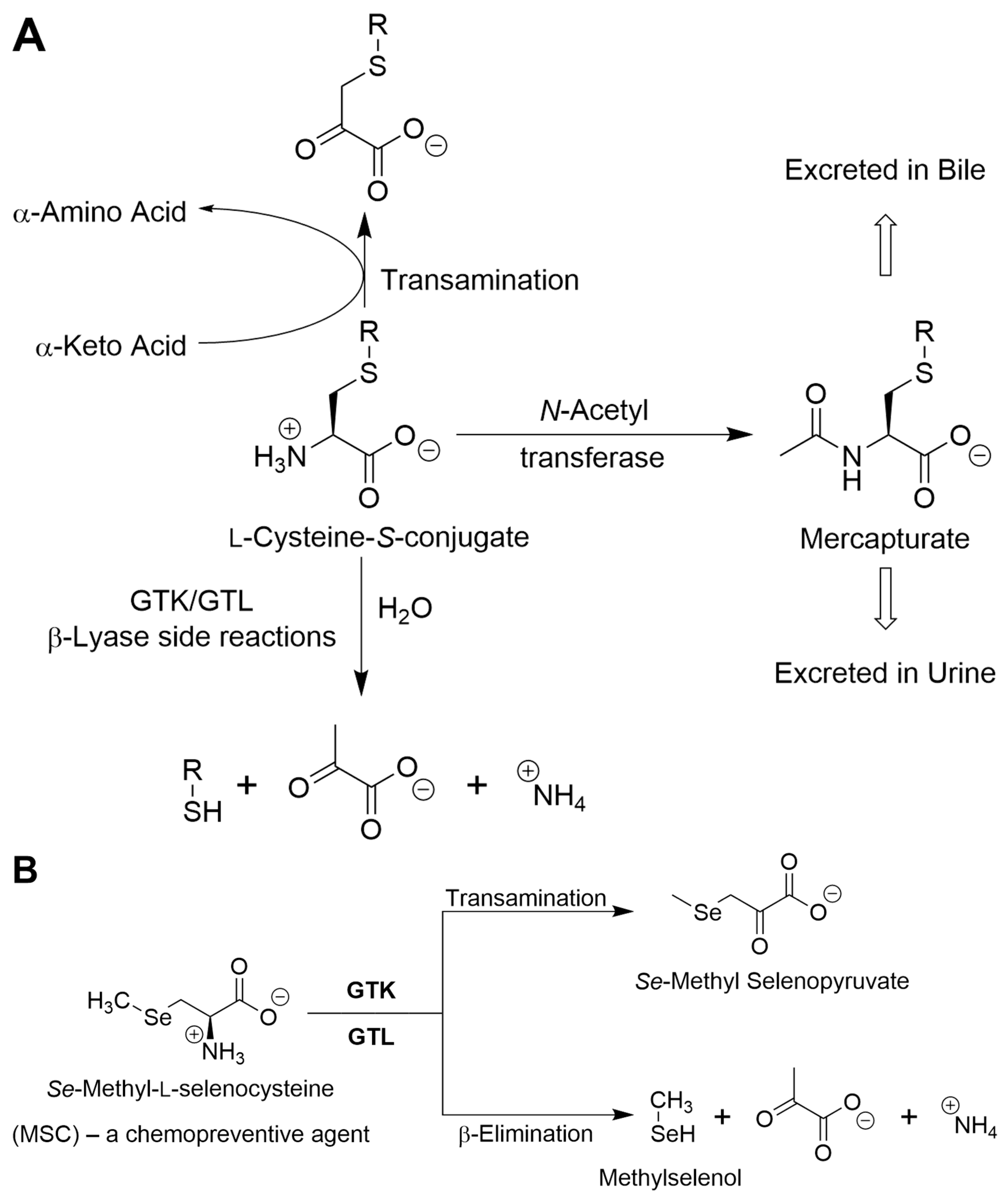 Biology 12 01131 g002 Biology 12 01131 g002