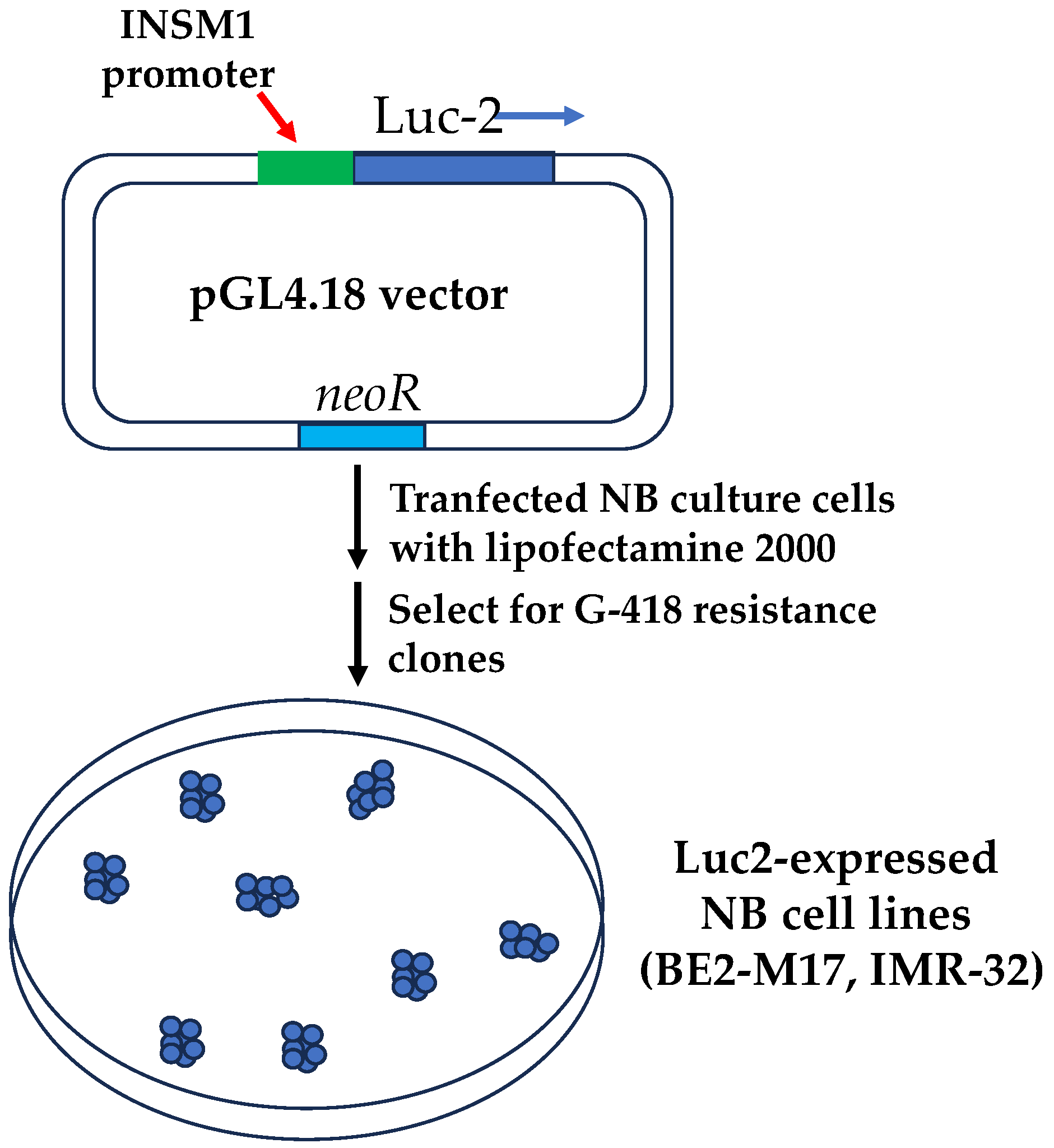 Biology 12 01134 g003 Biology 12 01134 g003