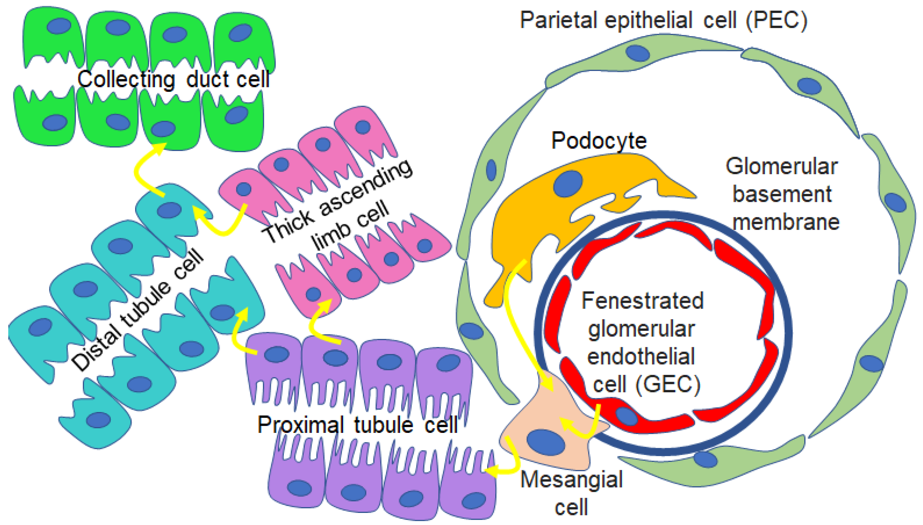 Biology 12 01138 g002