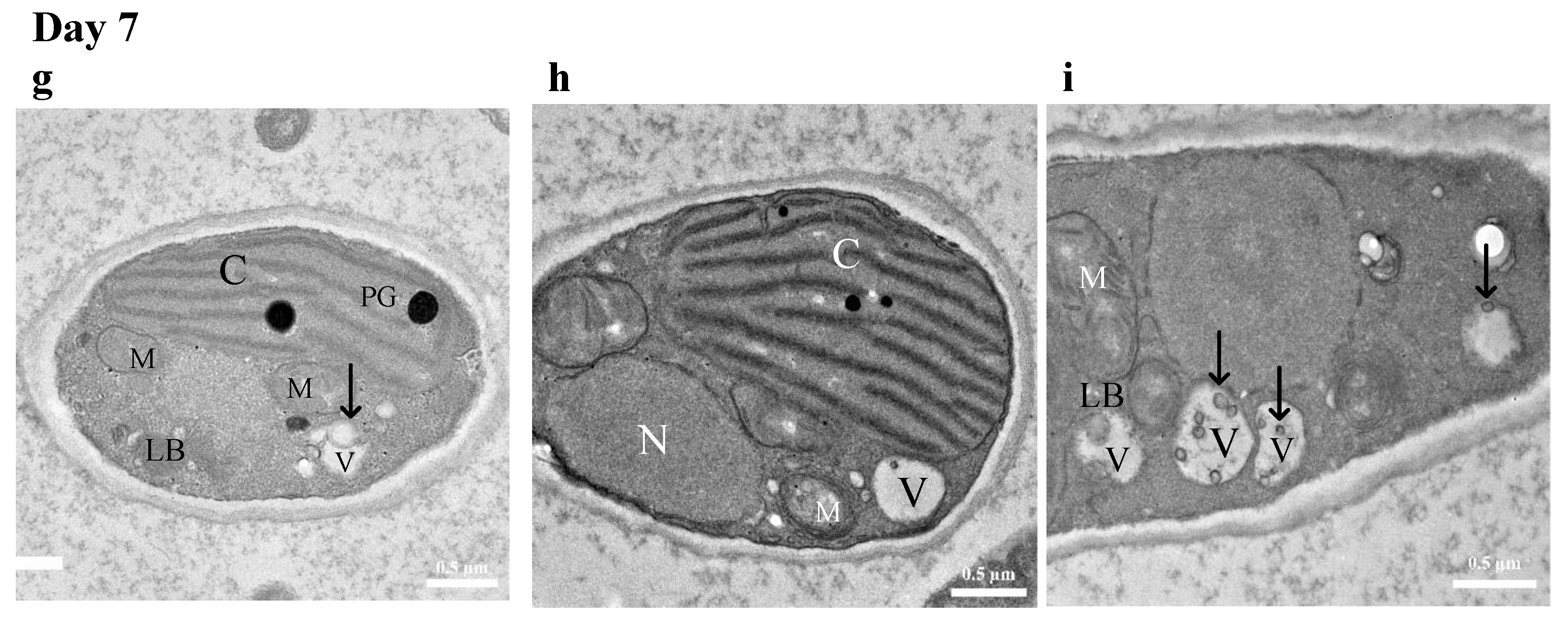 Biology 12 01142 g008b