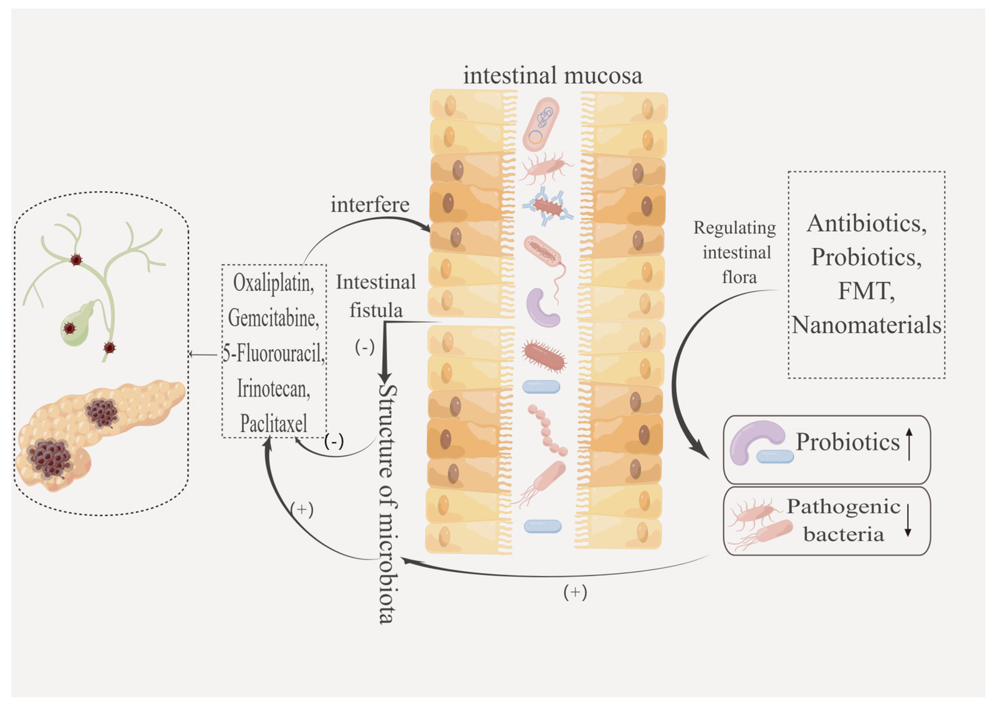 Intestinal Flora in Chemotherapy Resistance of Biliary