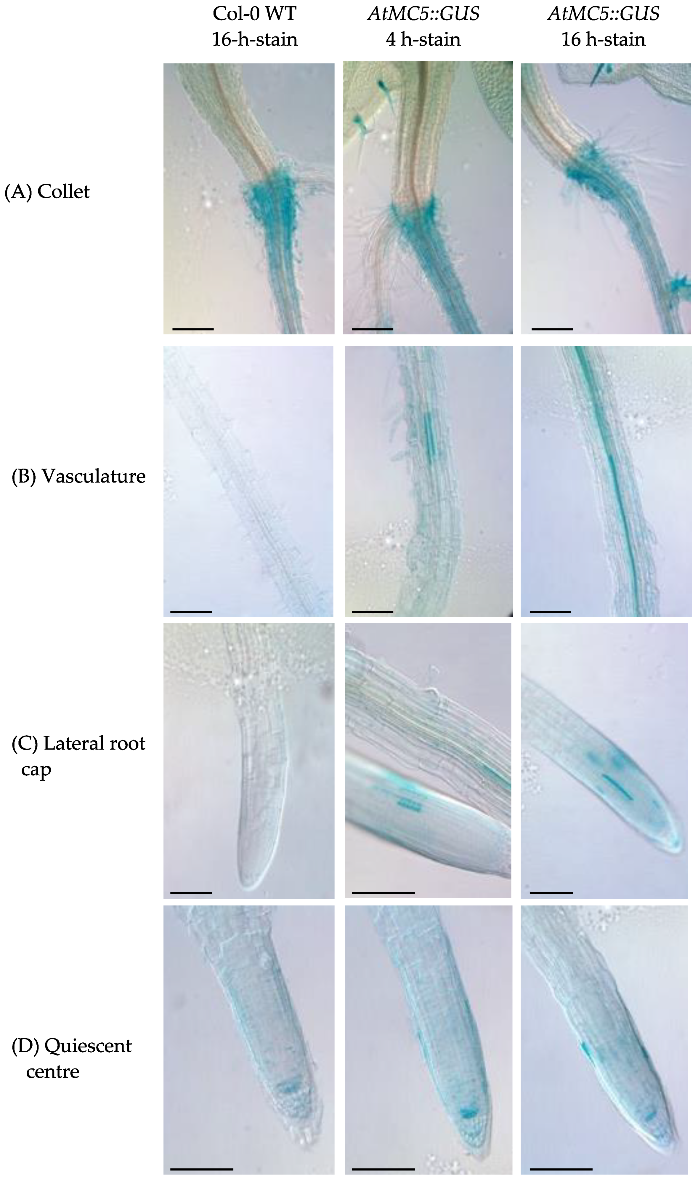 Biology 12 01155 g003