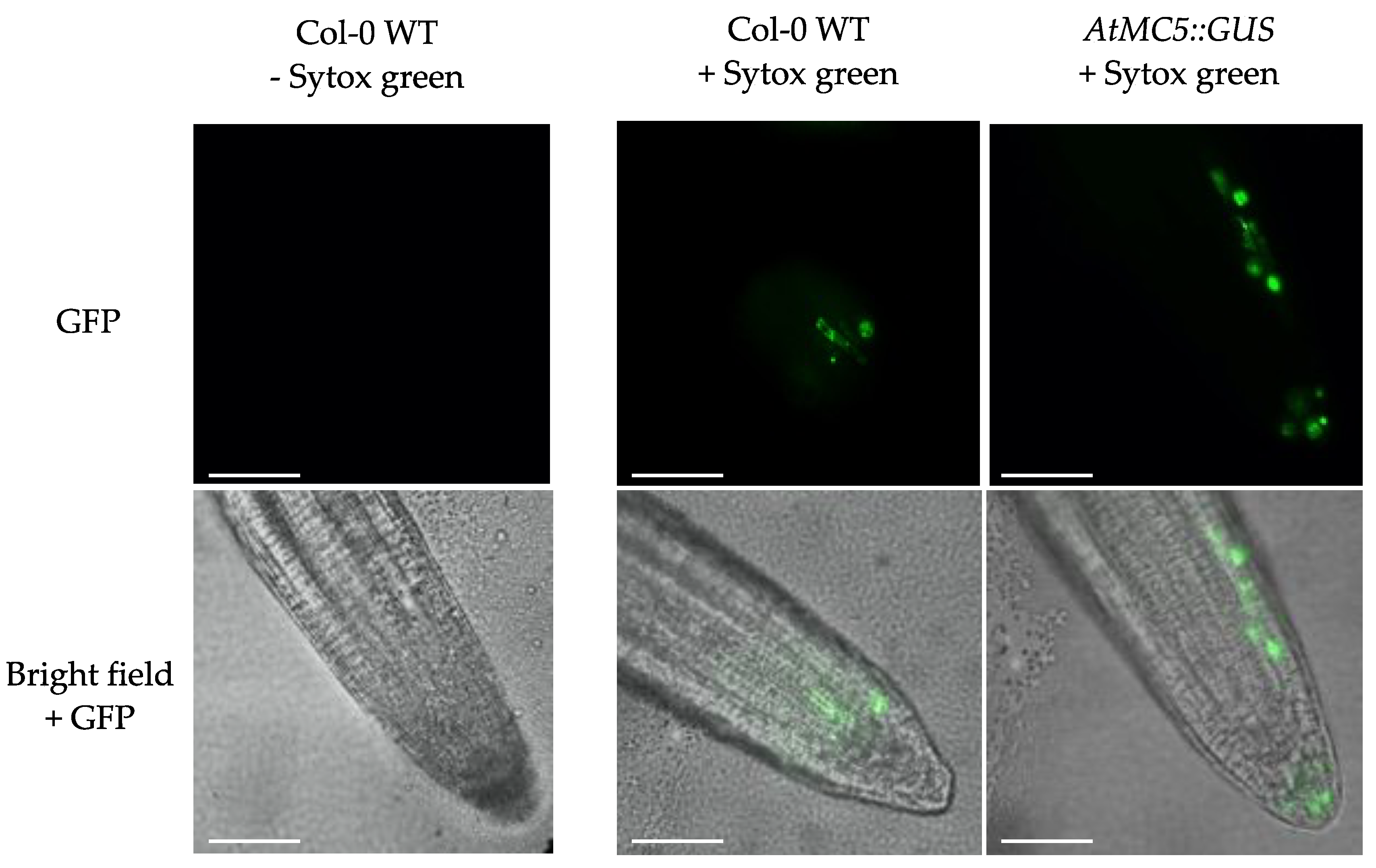 Biology 12 01155 g004