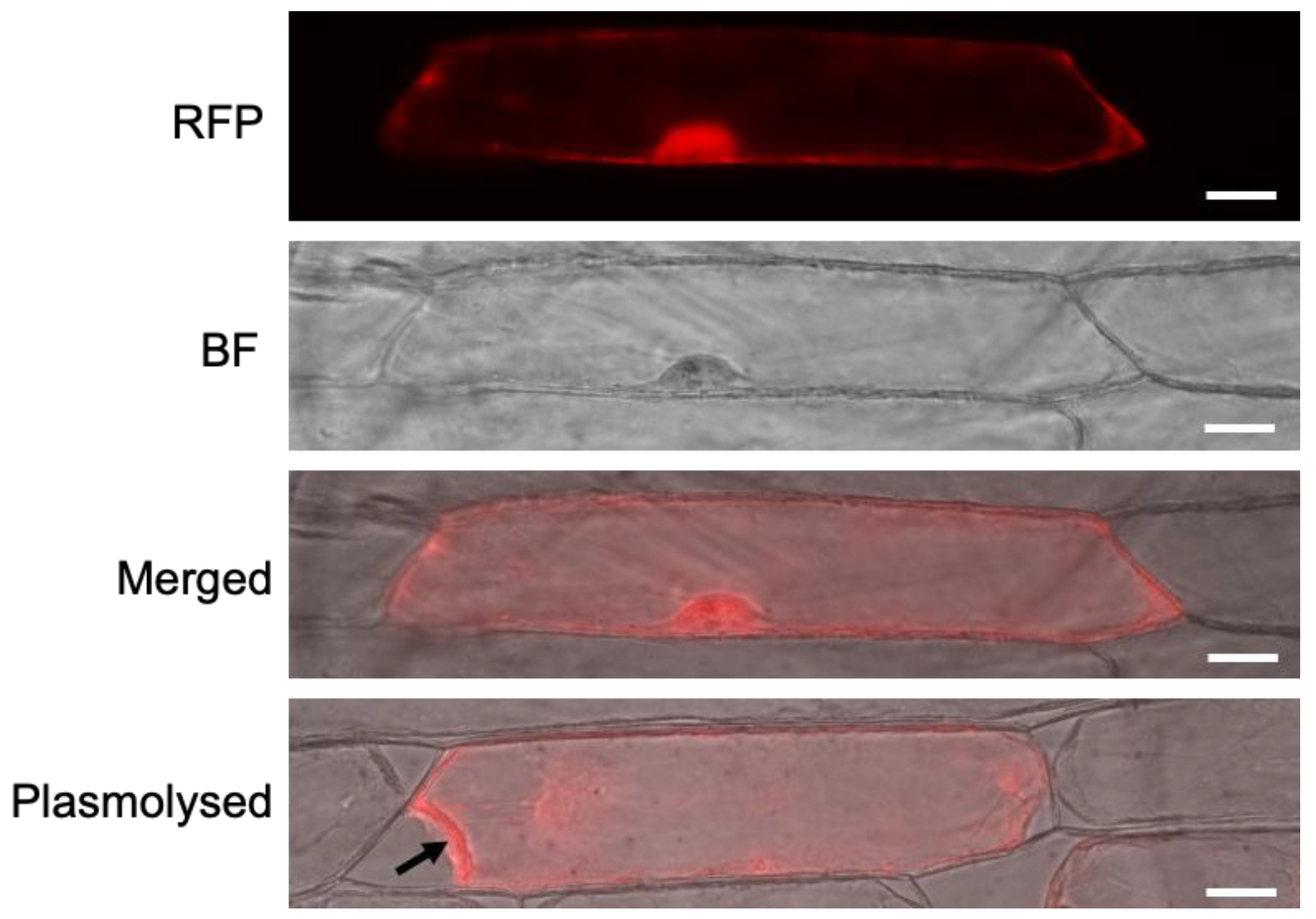 Biology 12 01155 g008