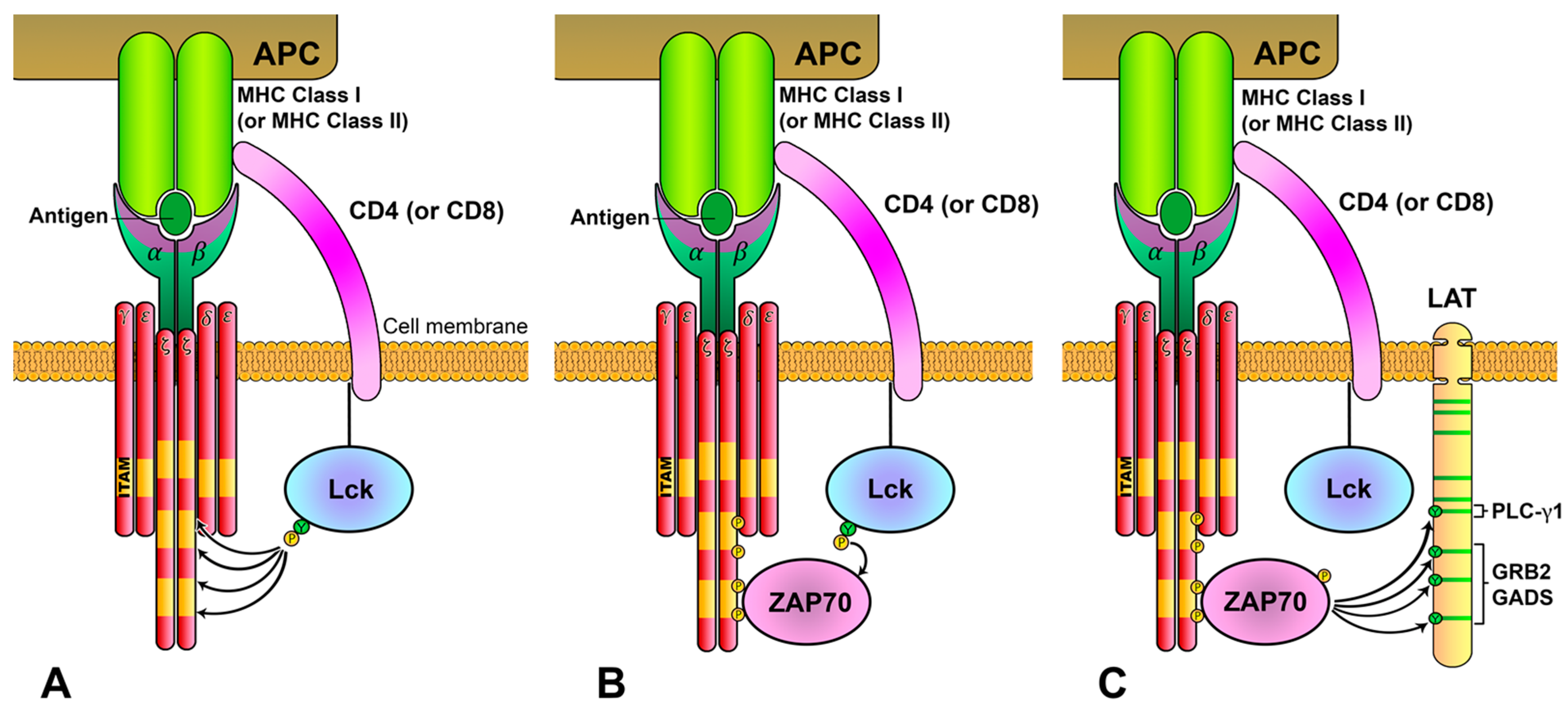 Biology 12 01163 g002 Biology 12 01163 g002