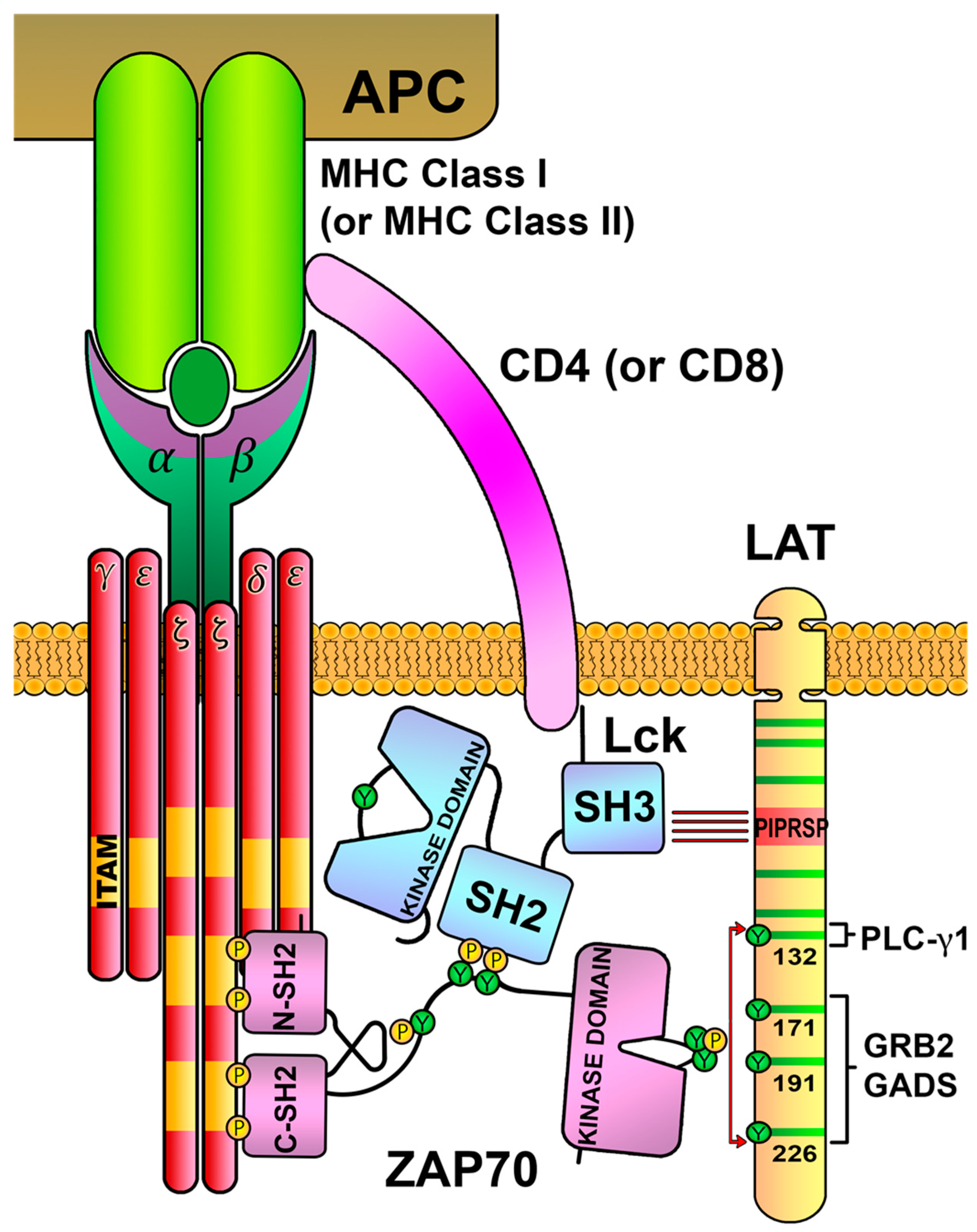 Biology 12 01163 g008 Biology 12 01163 g008