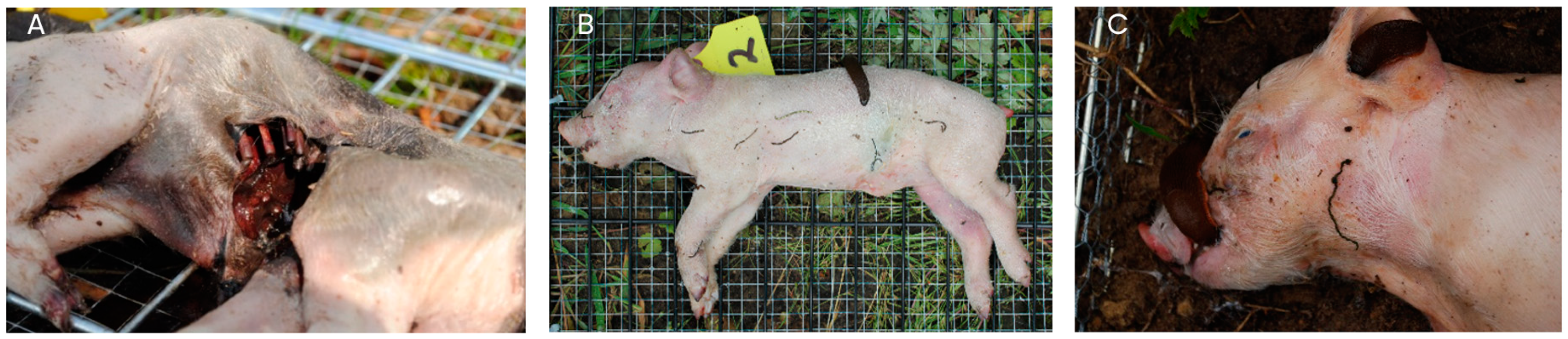 Biology 12 01164 g007