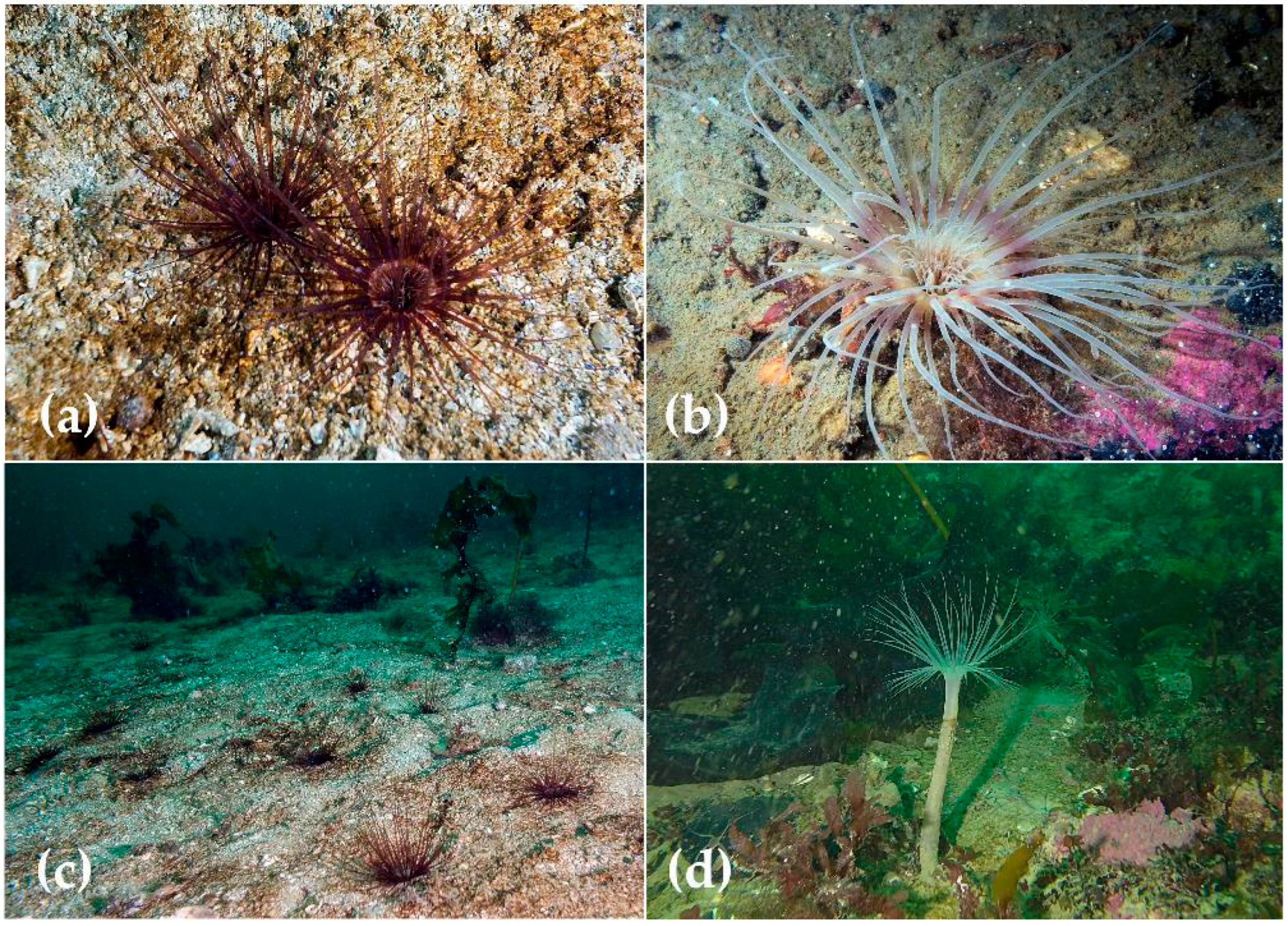 Biology 12 01167 g003 Biology 12 01167 g003